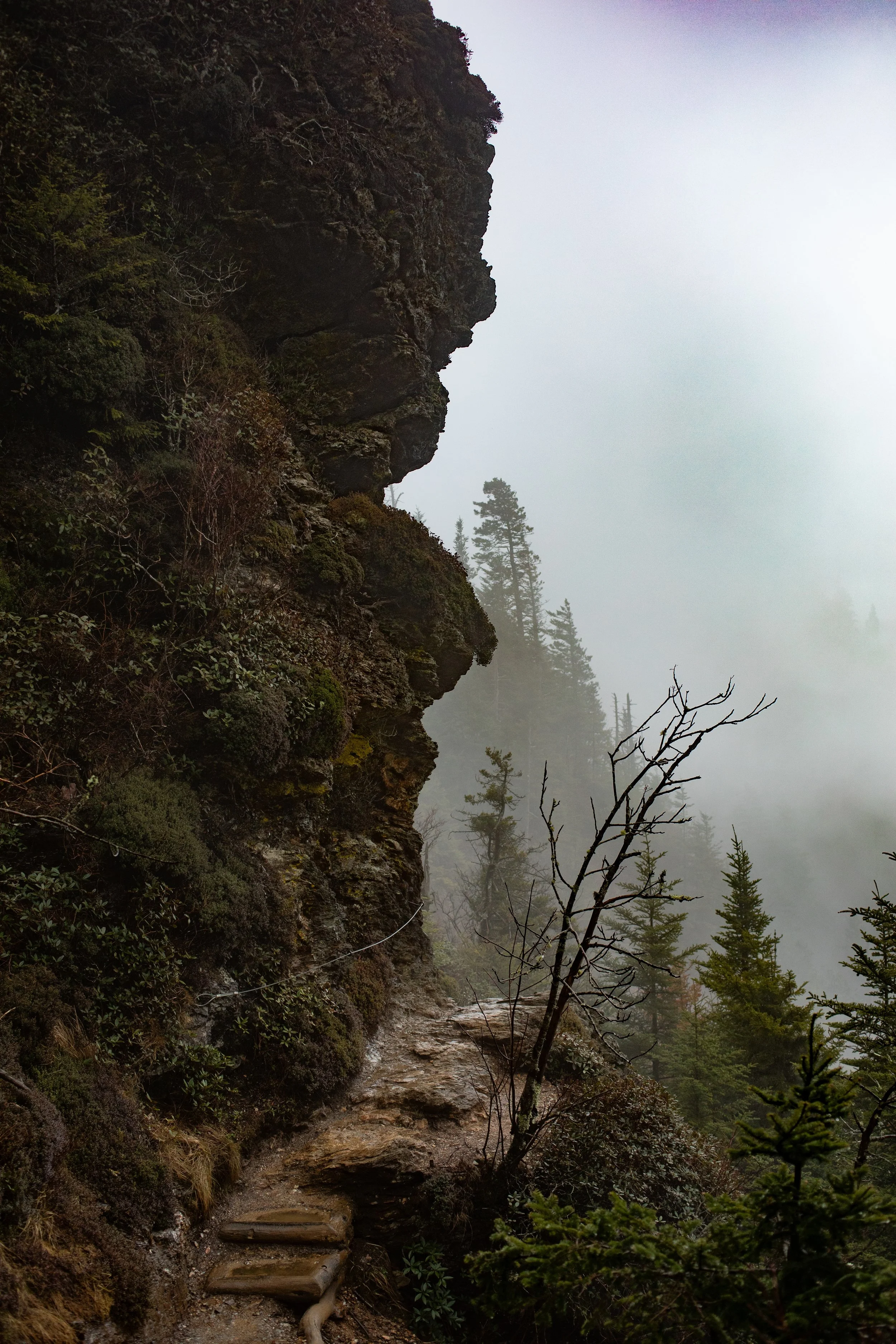 A forested mountain trail with a steep hillside on the left, covered in green shrubs and trees. Fog obscures the background with tall pine trees visible through the mist. There are wooden steps on the trail, and a small creek flowing alongside.