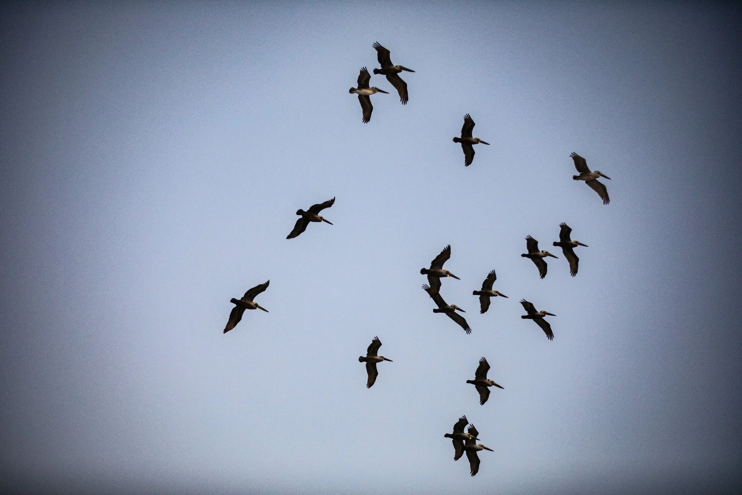 A flock of birds flying in a V formation against a clear sky.