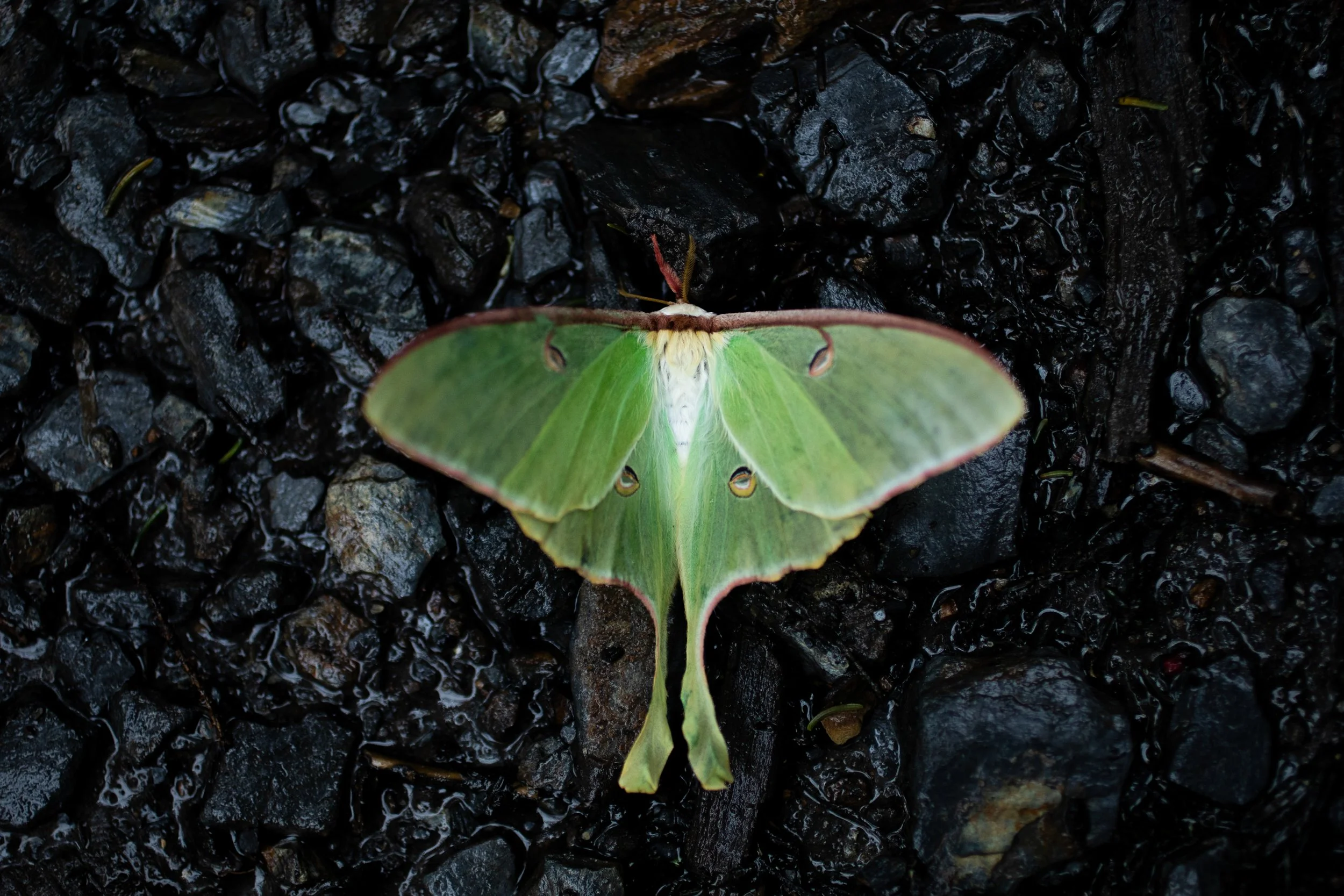 LMS-9.jpg