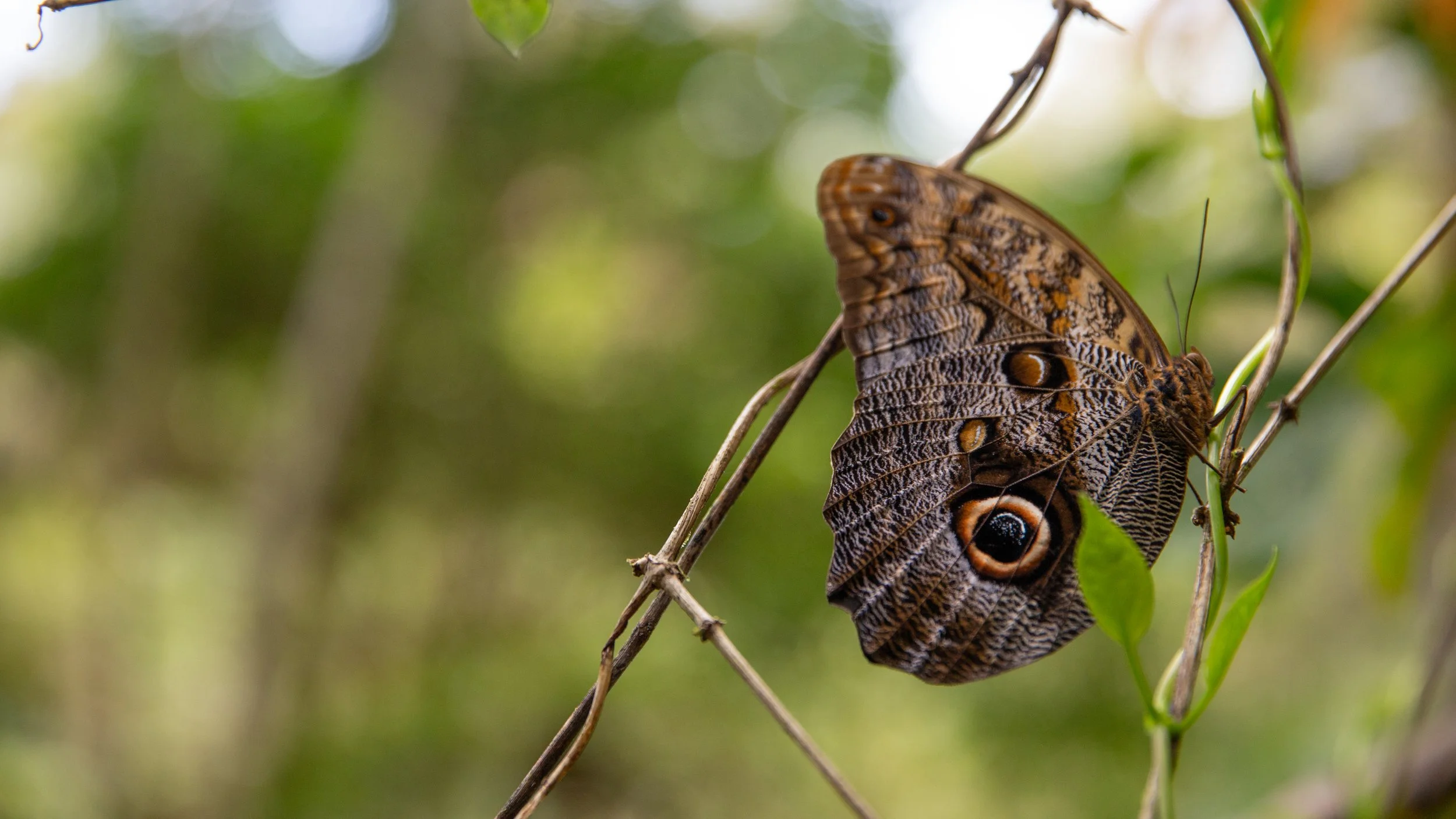 A butterfly with intricate brown and orange wing patterns, including eye-like spots, clings to a thin branch among green leaves and vines in a natural setting.