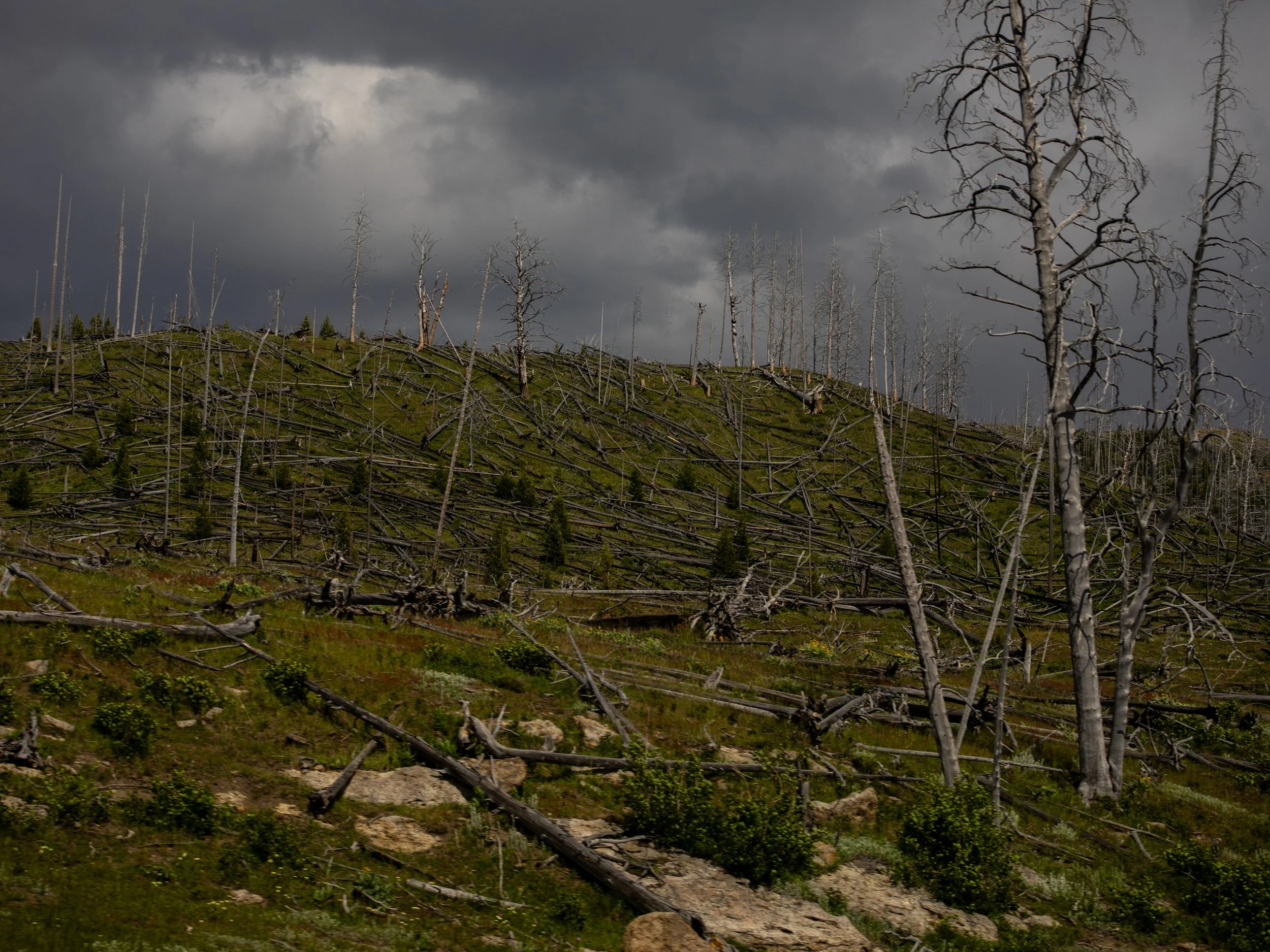 A landscape scene of a forested hillside with numerous leafless trees and fallen branches, under a dark, cloudy sky.