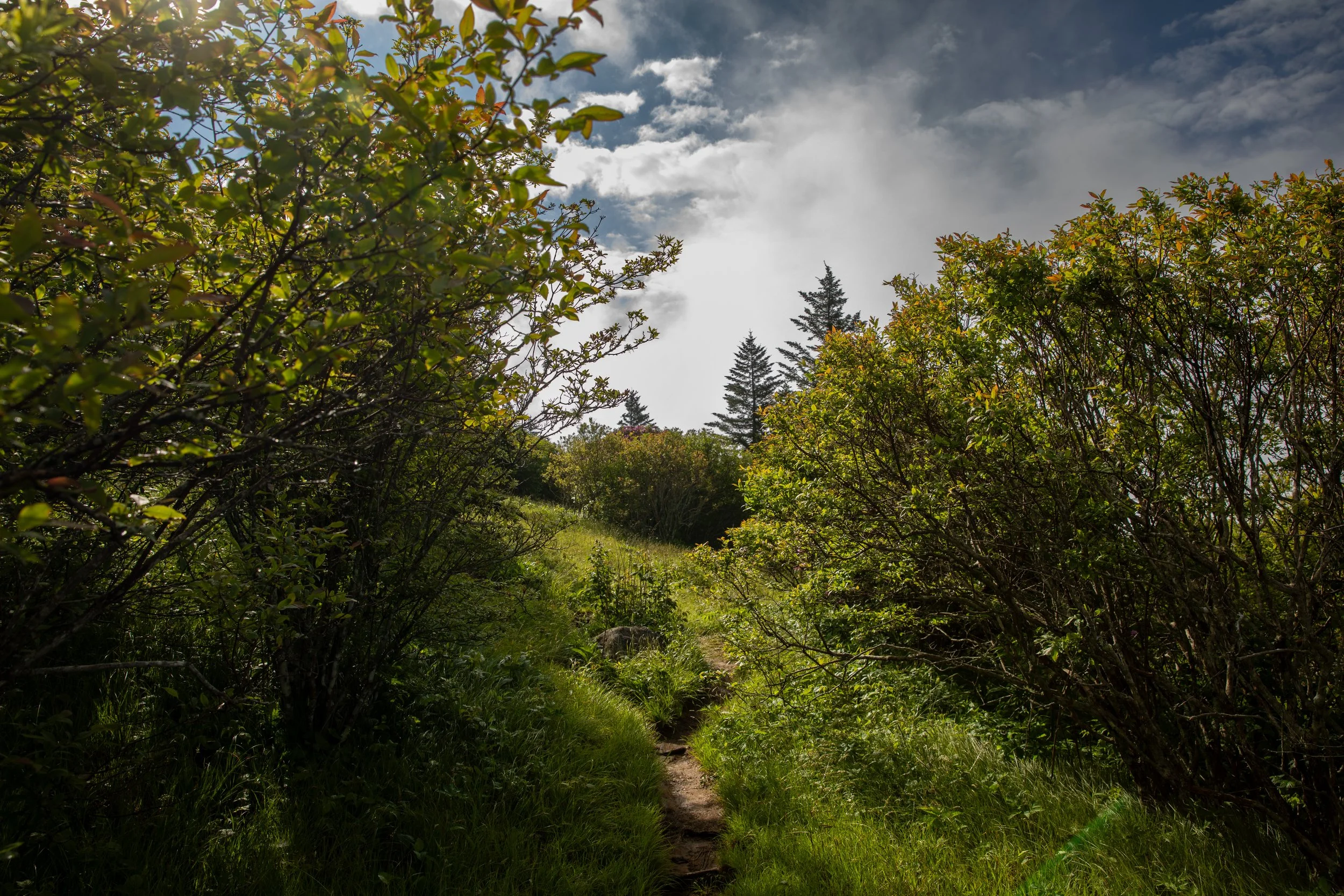 A forest landscape with dense green bushes and grass on a narrow dirt trail, tall pine trees in the distance, and a partly cloudy sky overhead.