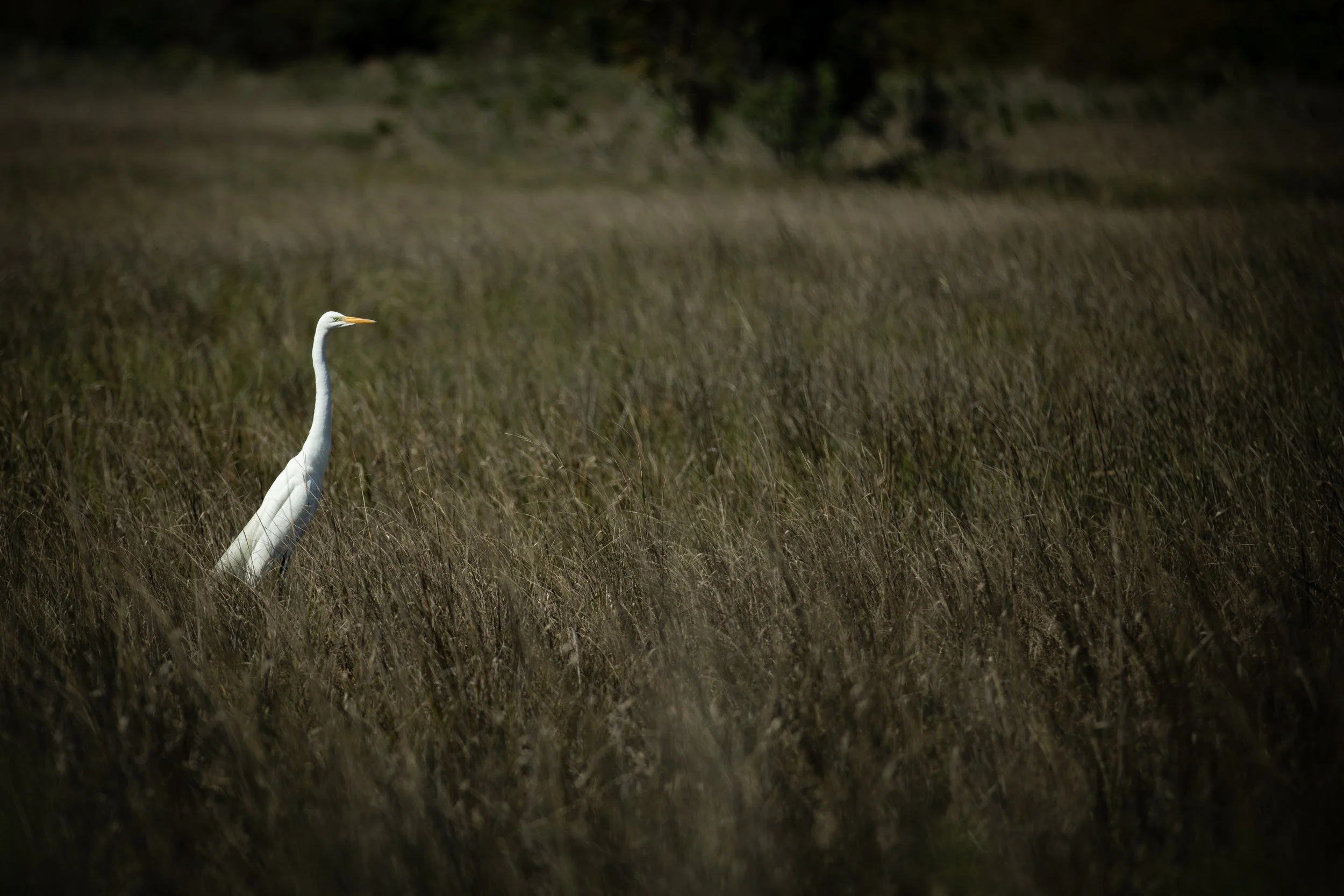 A tall white heron standing in a grassy field at night with dark trees in the background.