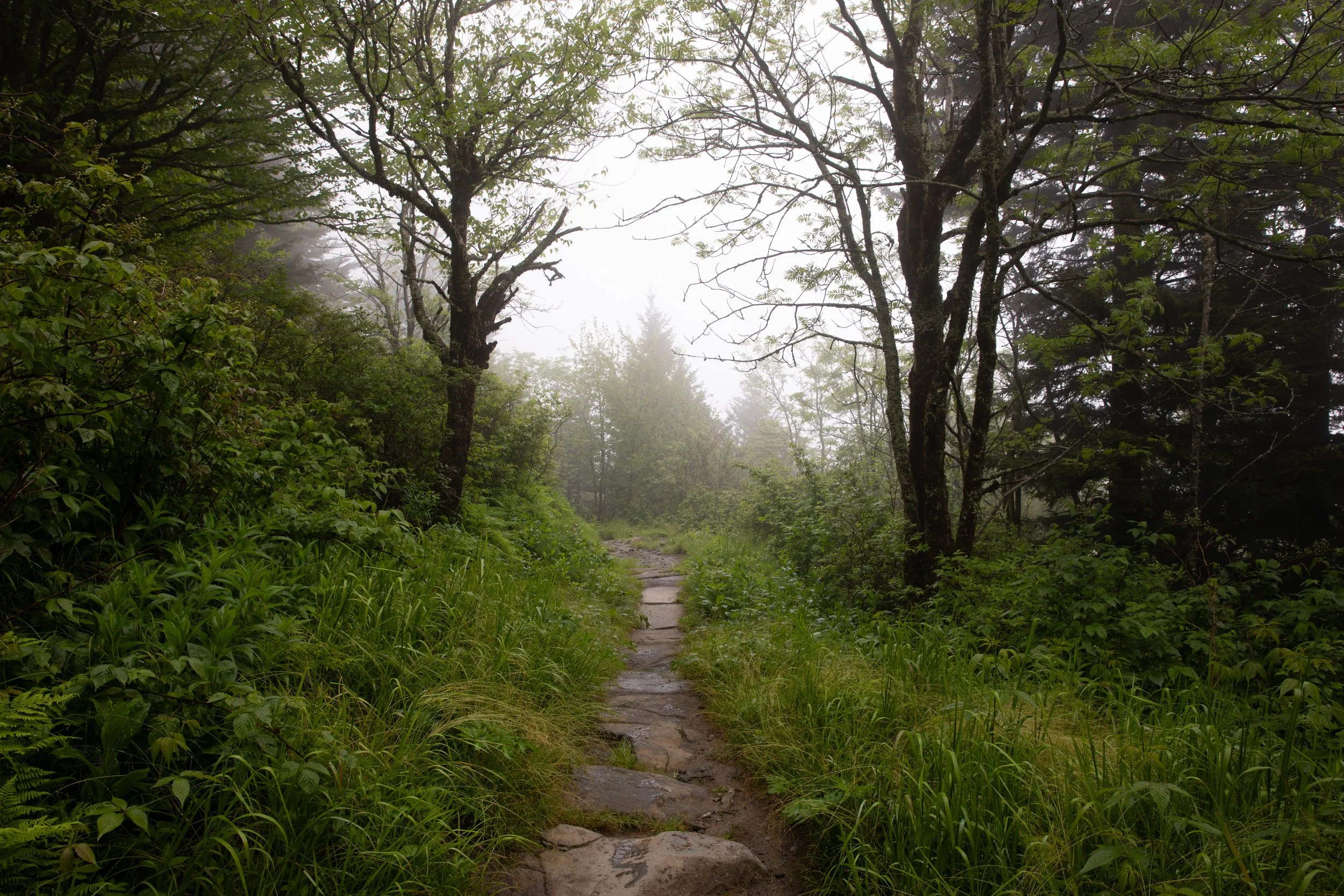 A misty forest trail with tall trees, green foliage, and a stone pathway.