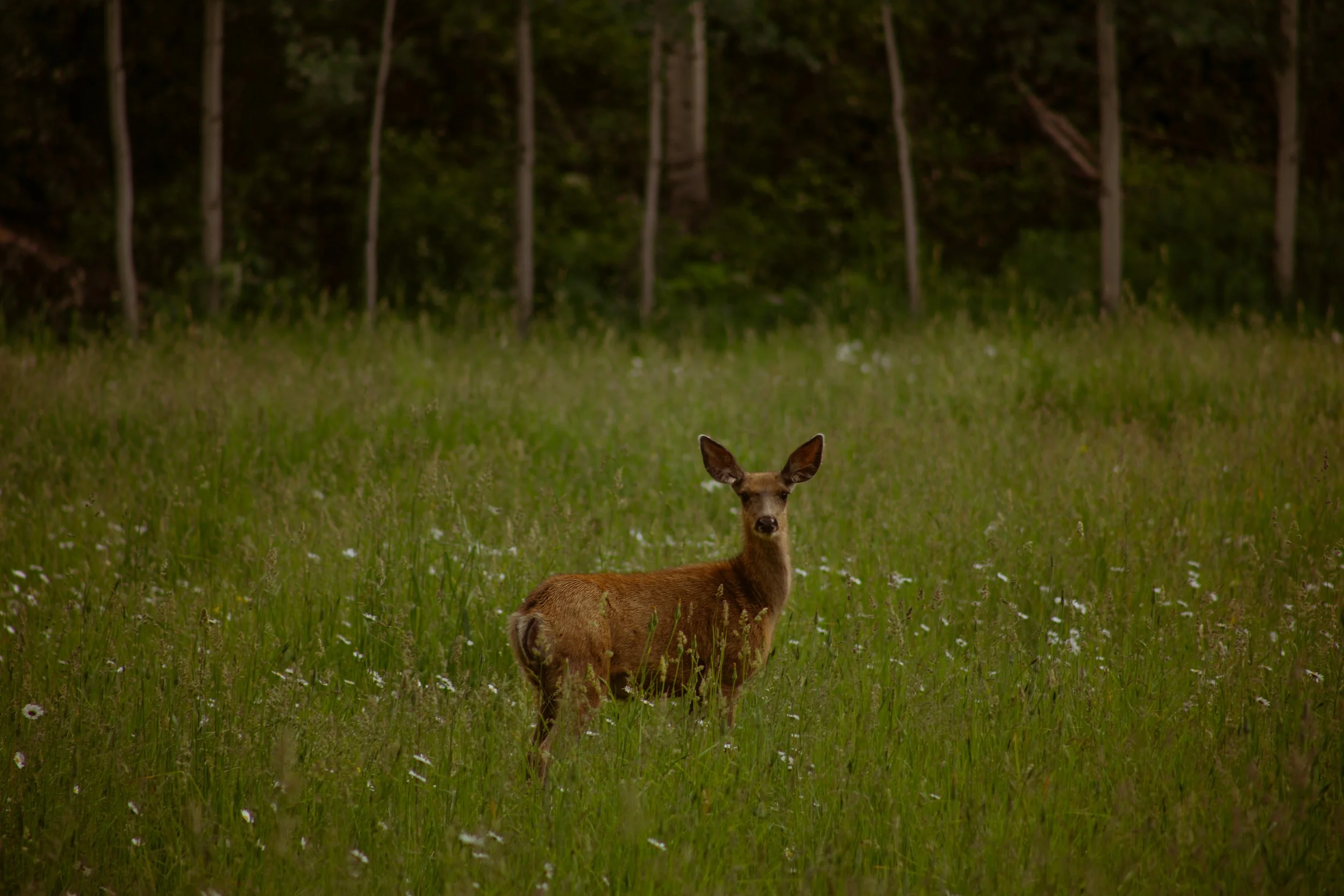 A deer standing in a grassy field with small white flowers, with a forested background.