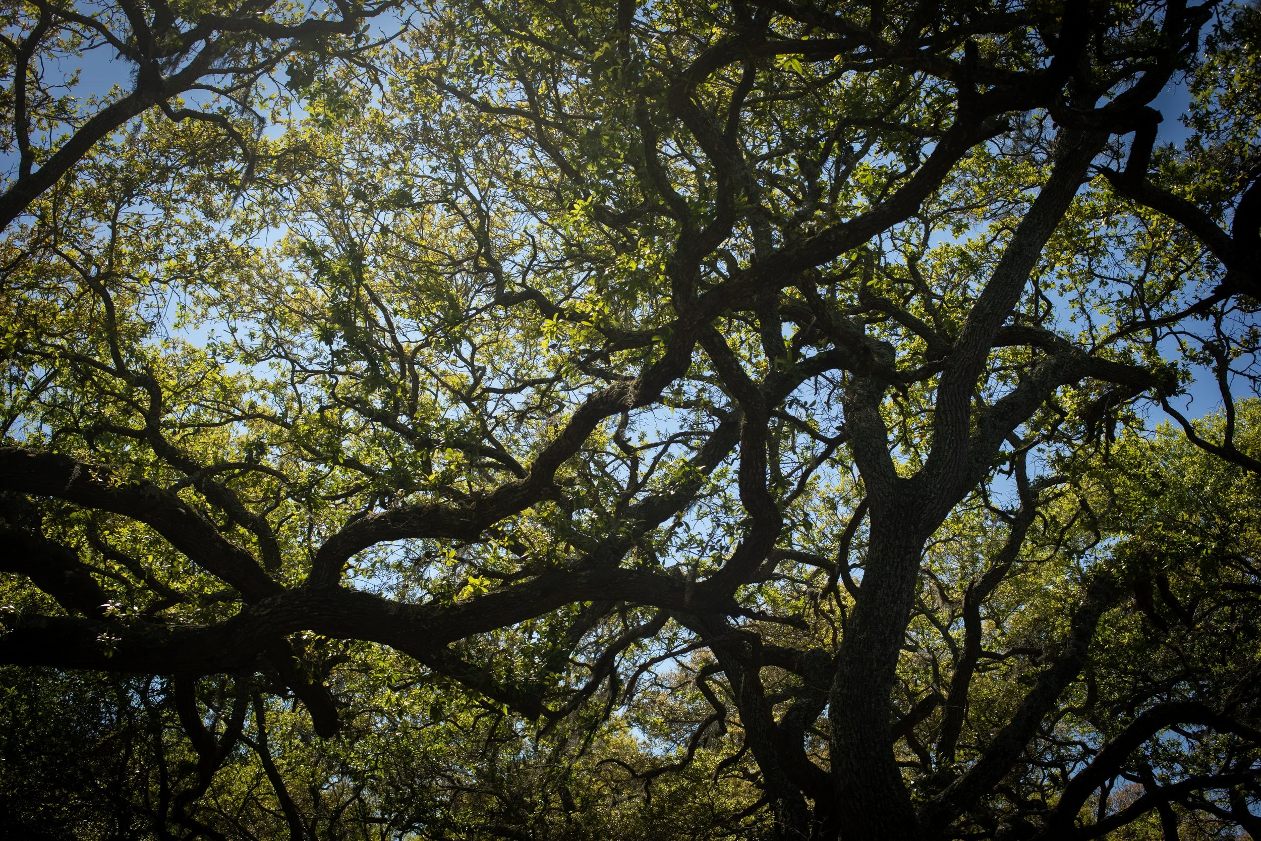 Looking up at a tall, leafy tree with a blue sky background.