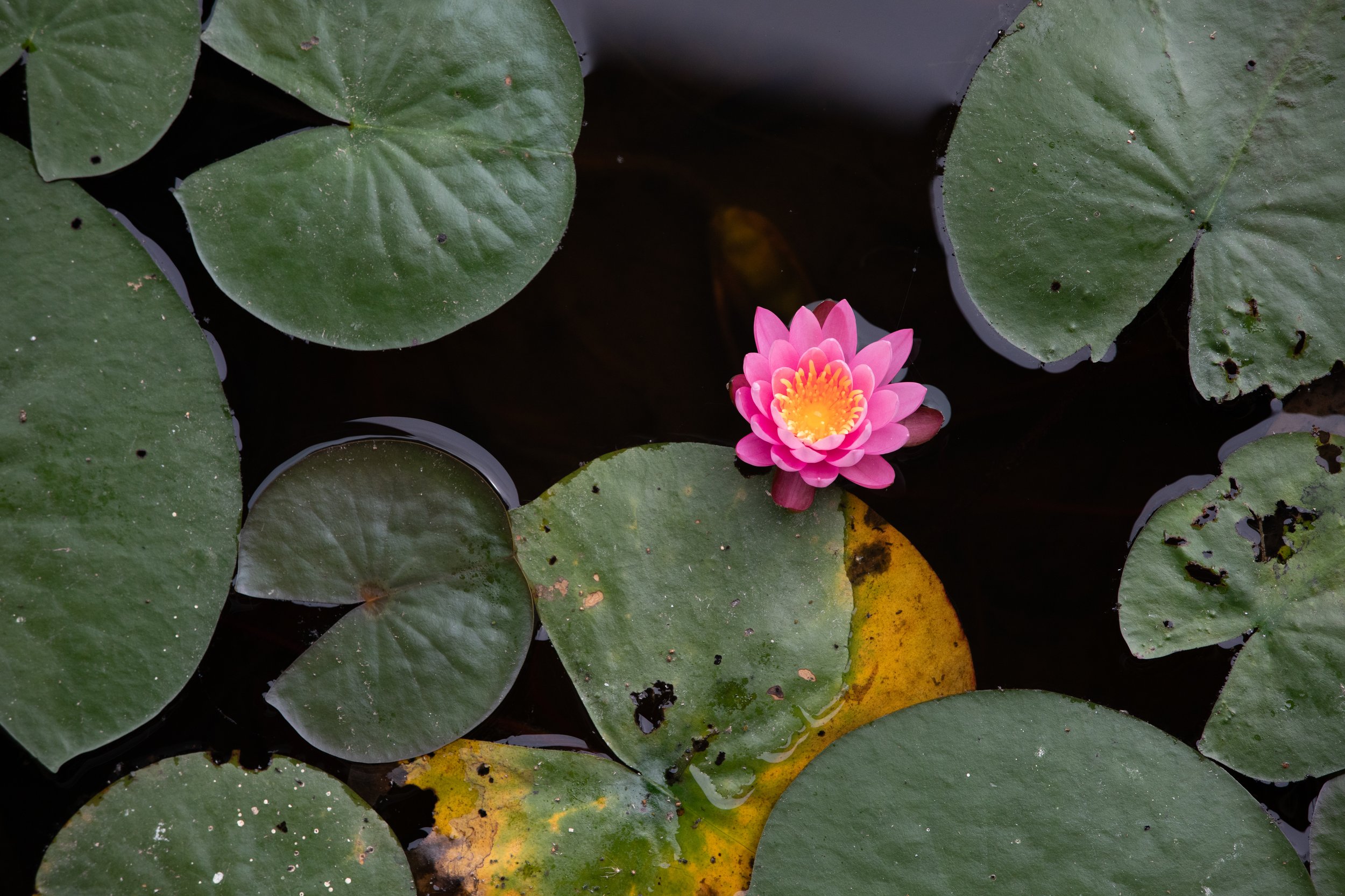 Pink water lily flower floating among green lily pads on dark water.