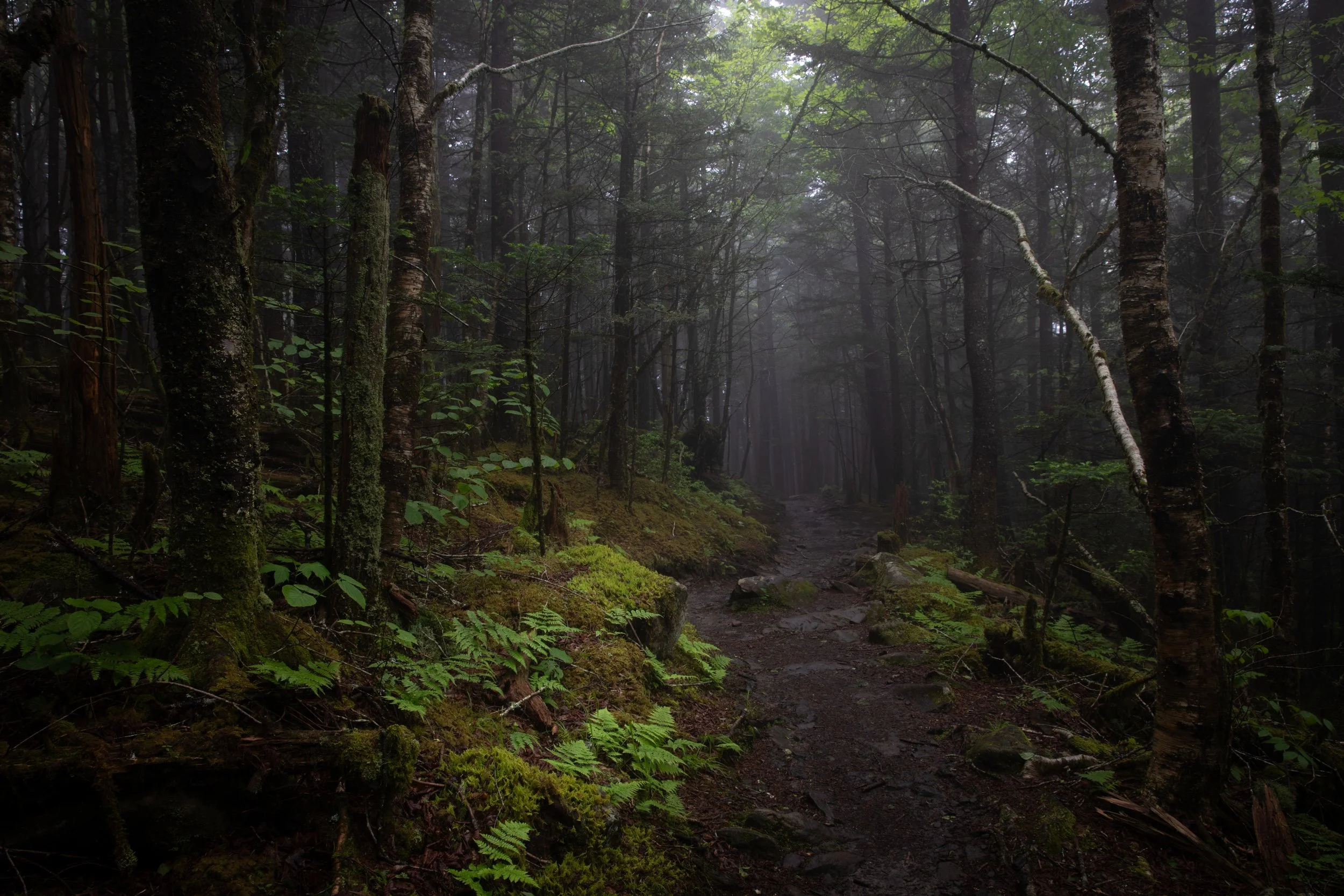 A foggy forest trail with trees covered in moss and dense green foliage.