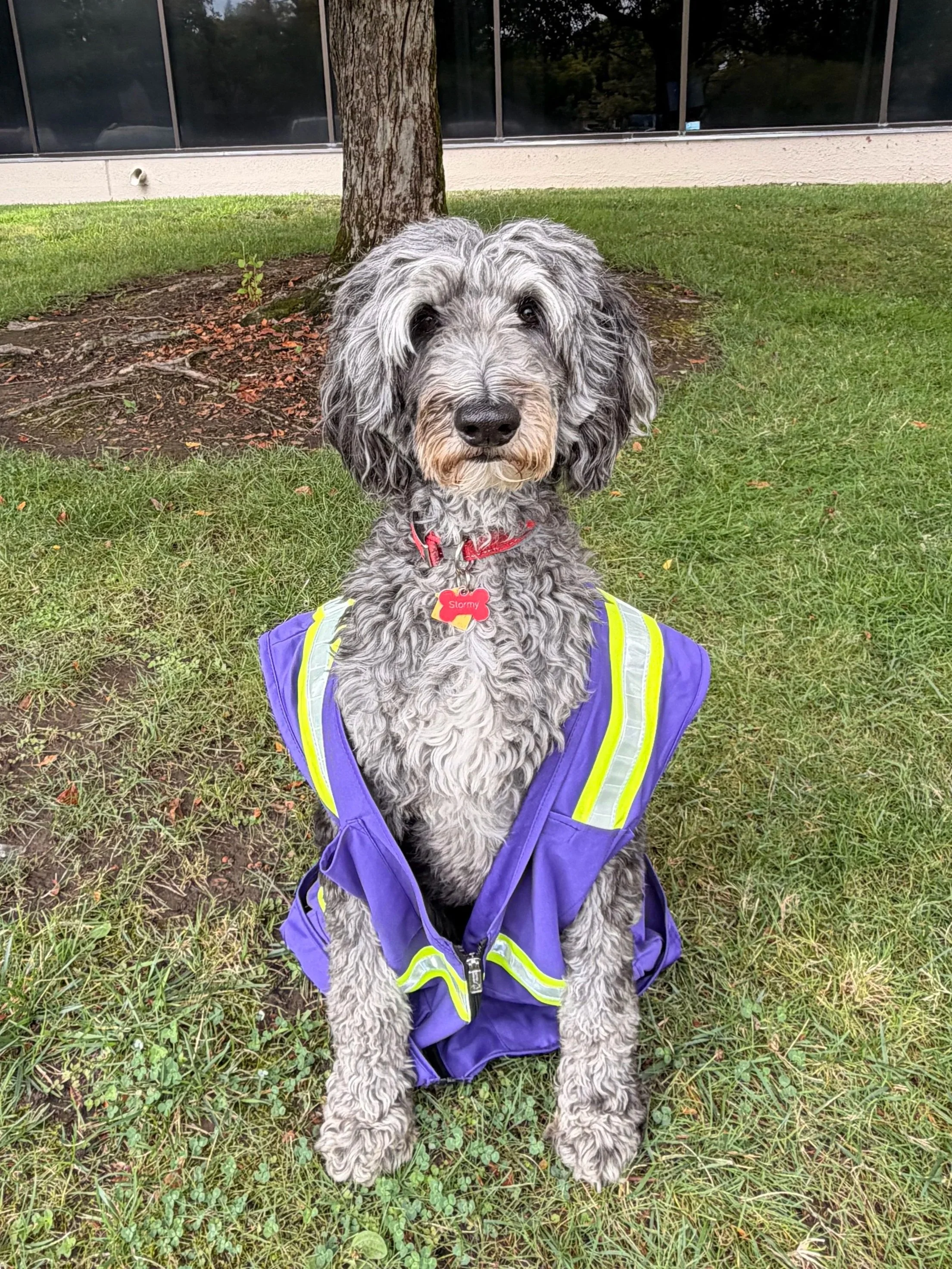 A dog with curly gray and black fur sitting on grass in front of a tree, wearing a purple vest with yellow reflective stripes and a red collar with a red bone-shaped tag that says 'Stormy.'