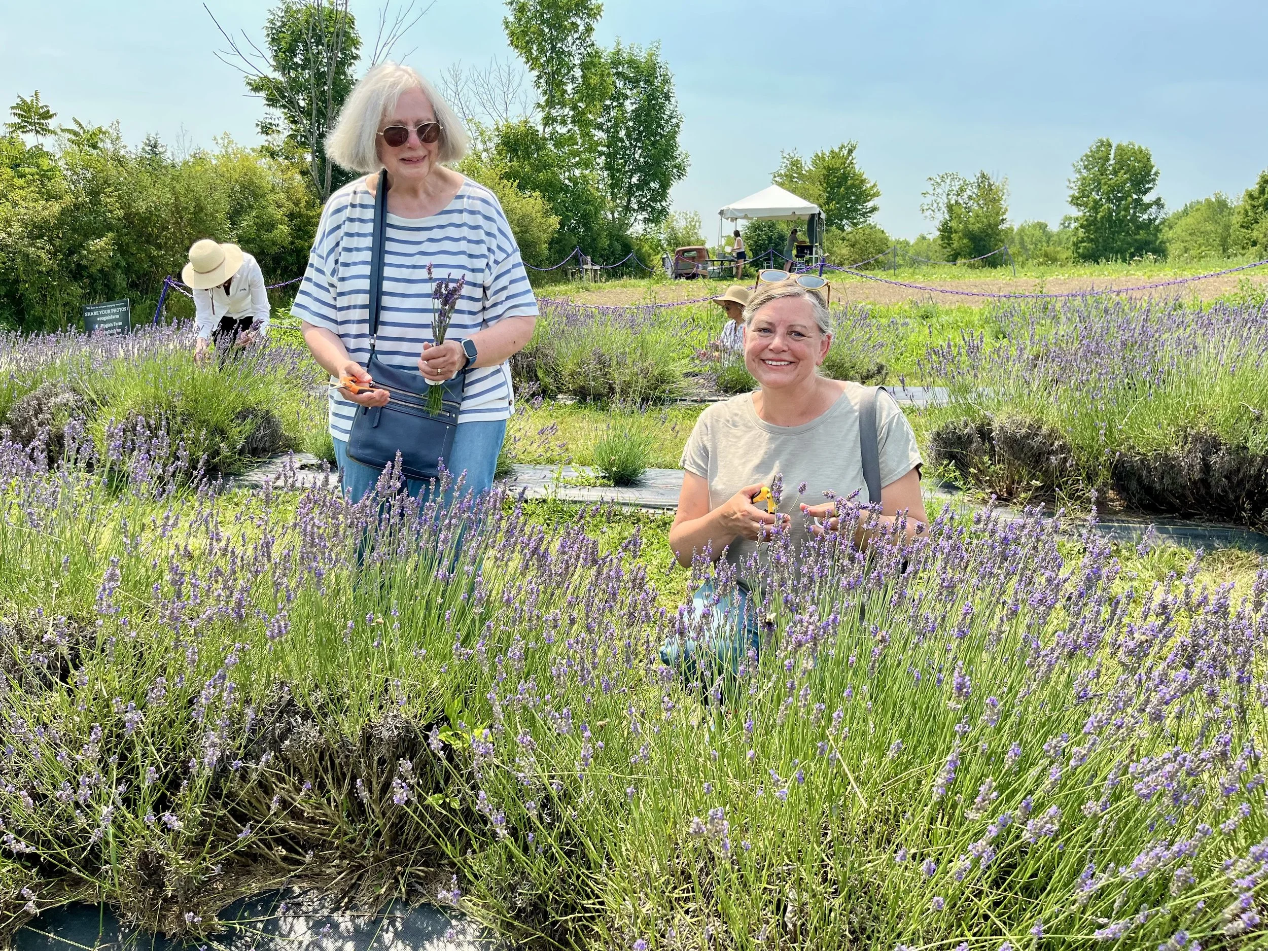 Choosing lavendar for bouquets