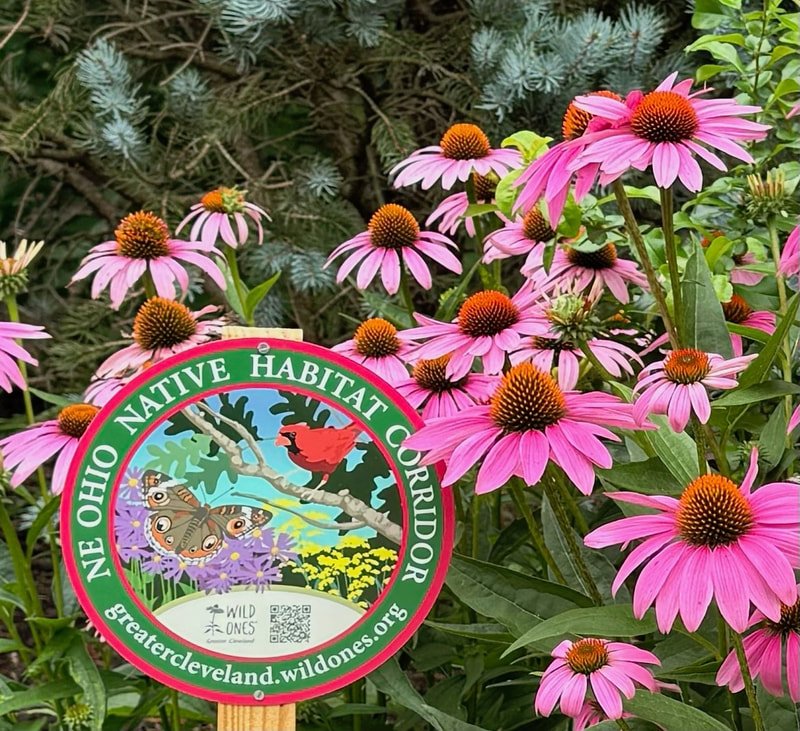 Summer Echinacea