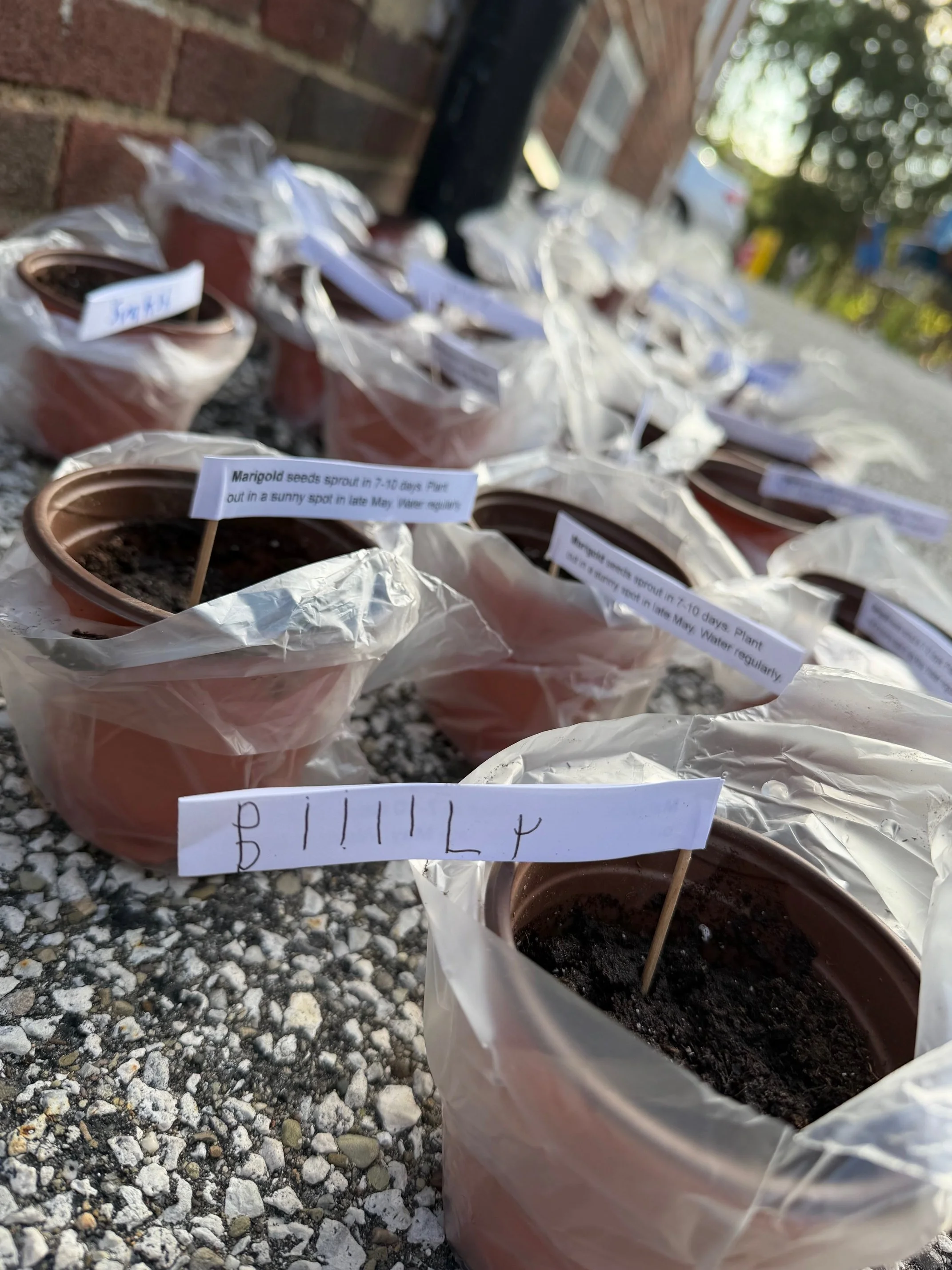 arigold seeds just potted