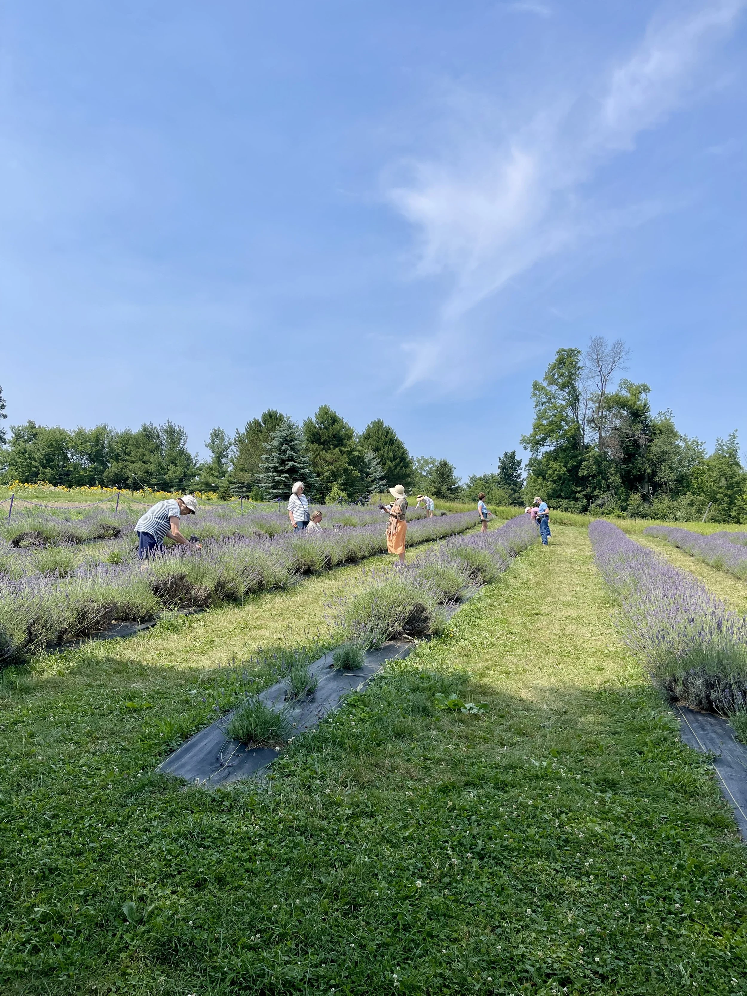 Rogish Farm lavender fields