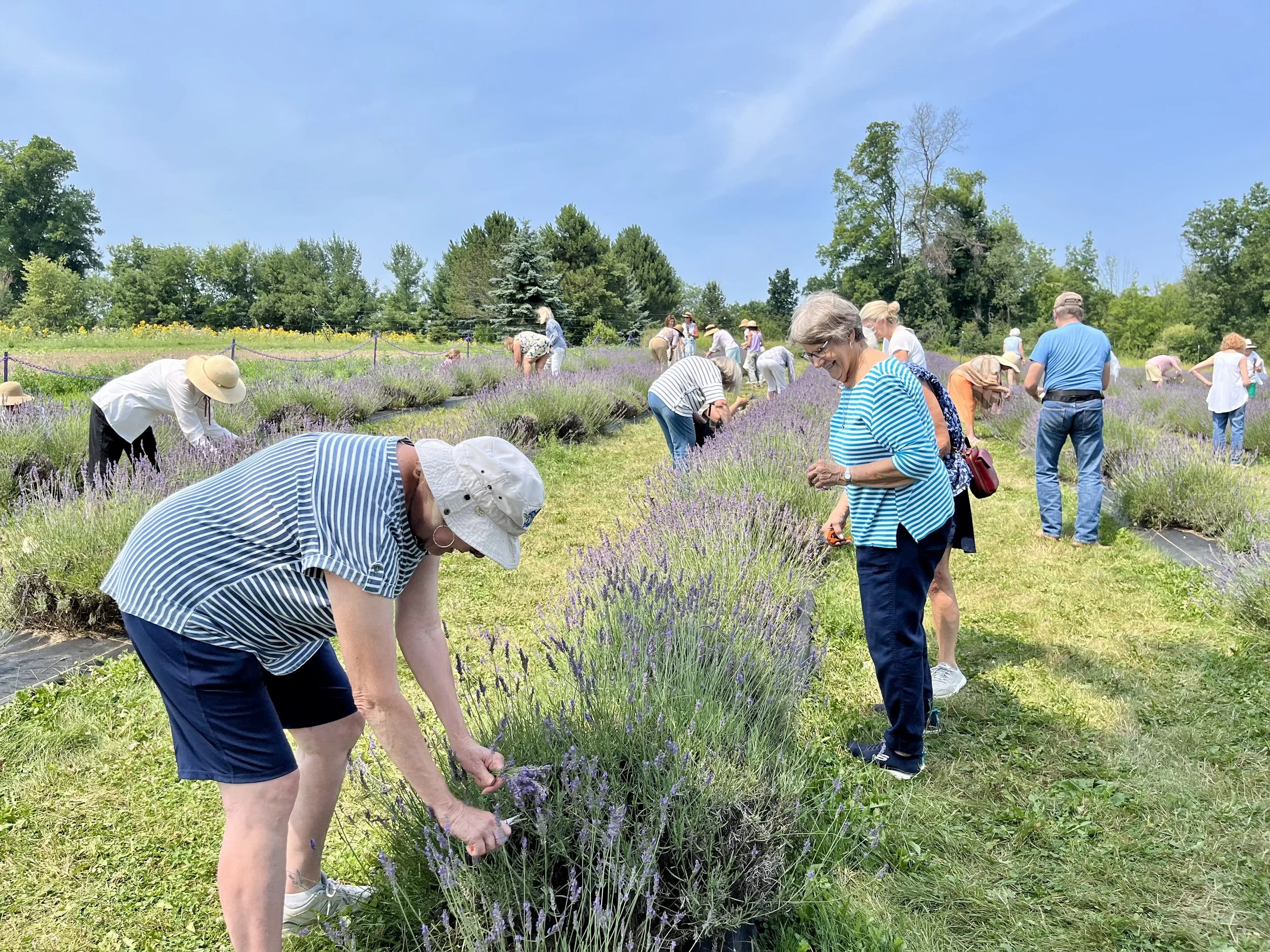 Cutting lavendar