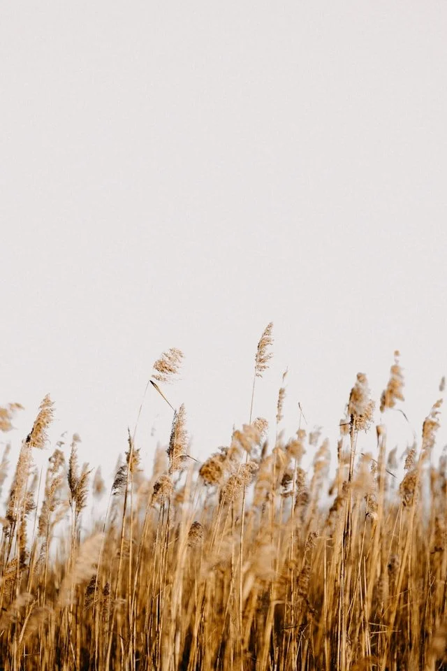 Dry golden reeds or tall grass in a field under a pale sky.
