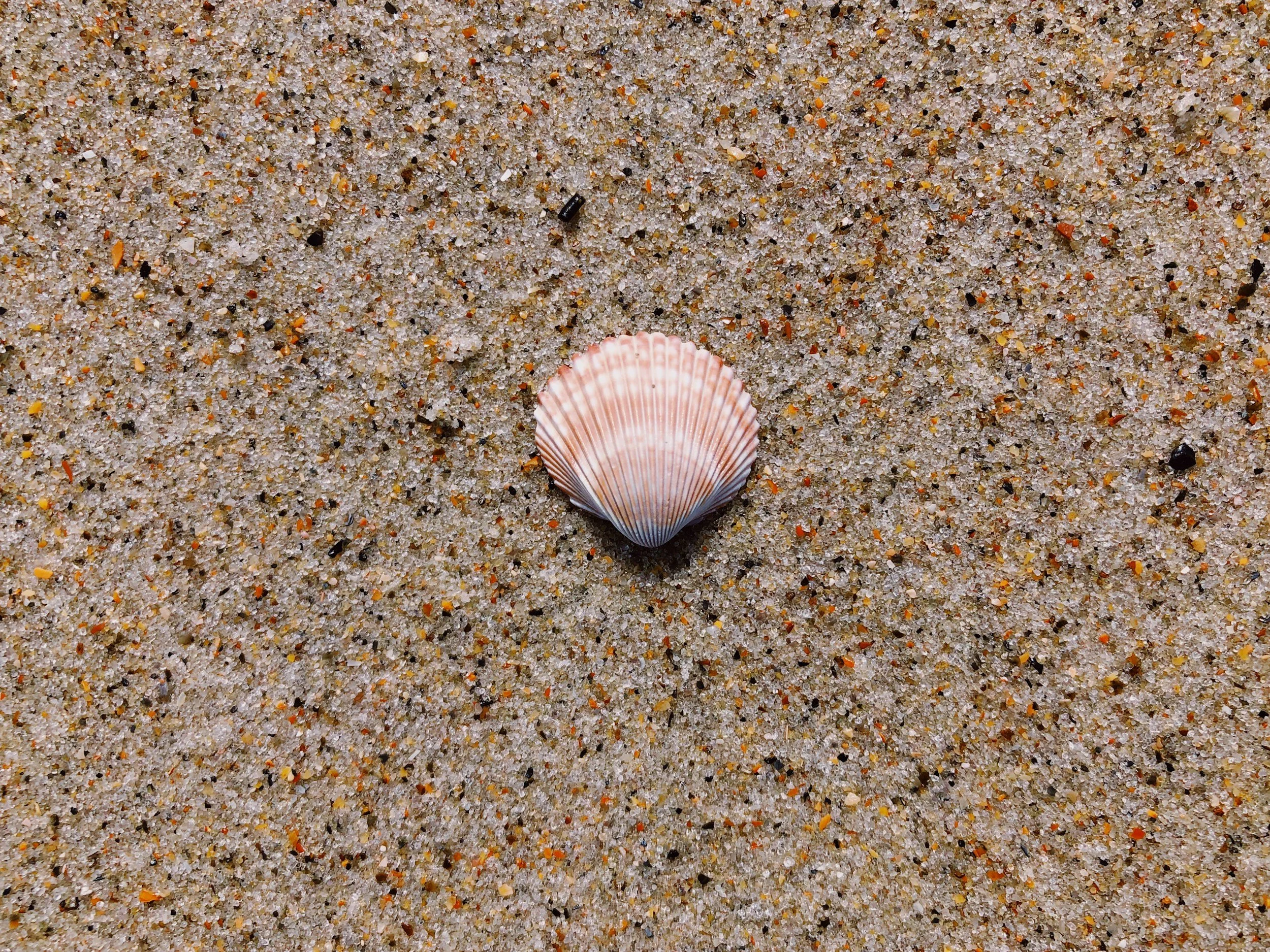 A pink and white scallop shell lies on a sandy beach made up of small, multicolored grains.