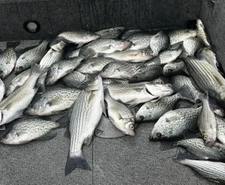 A collection of freshly caught fish on a boat floor.