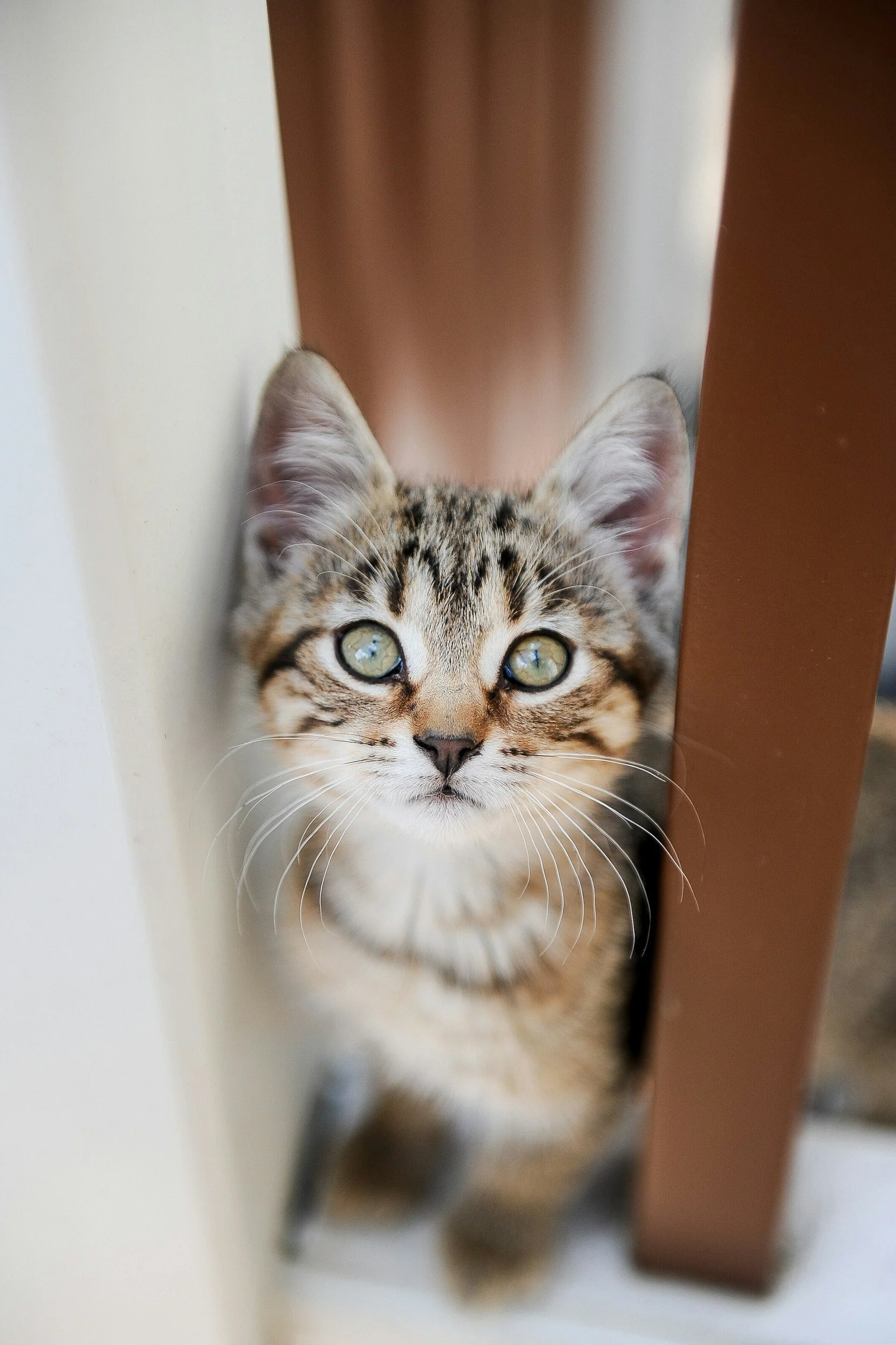 Close-up of a tabby cat with green eyes peeking out from behind a white wall and a brown furniture piece.