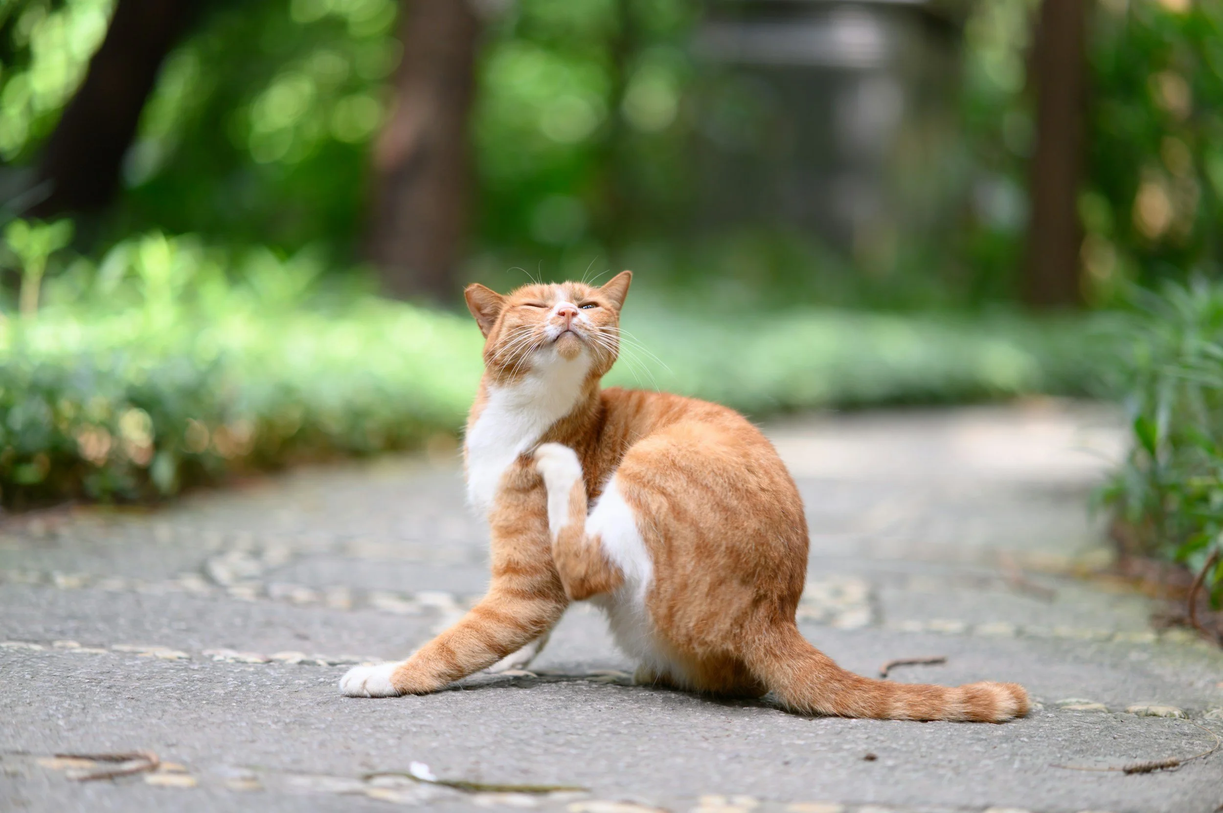 A ginger cat with white paws and chest lying on a paved path in a lush green park, one eye closed and cheek resting on its paw.