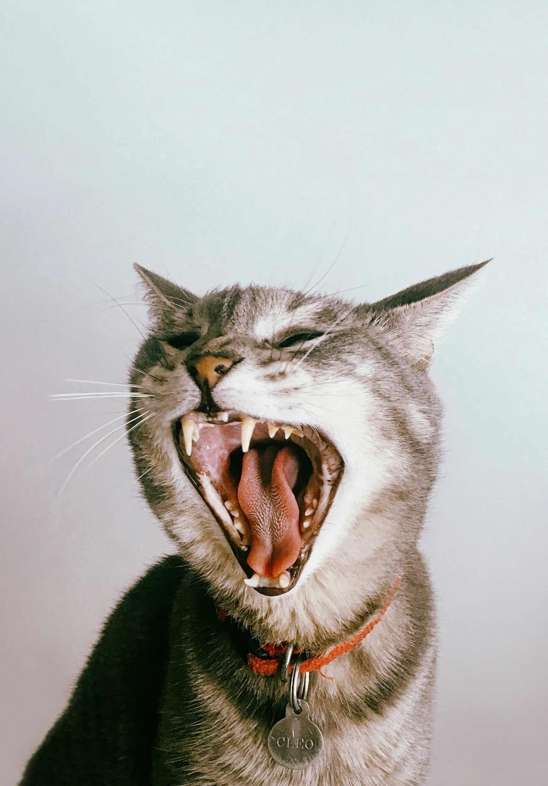 A dog with a mix of brown and black fur, yawning widely, showing its teeth and tongue, with a round metal name tag that says 'CLEO' around its neck.