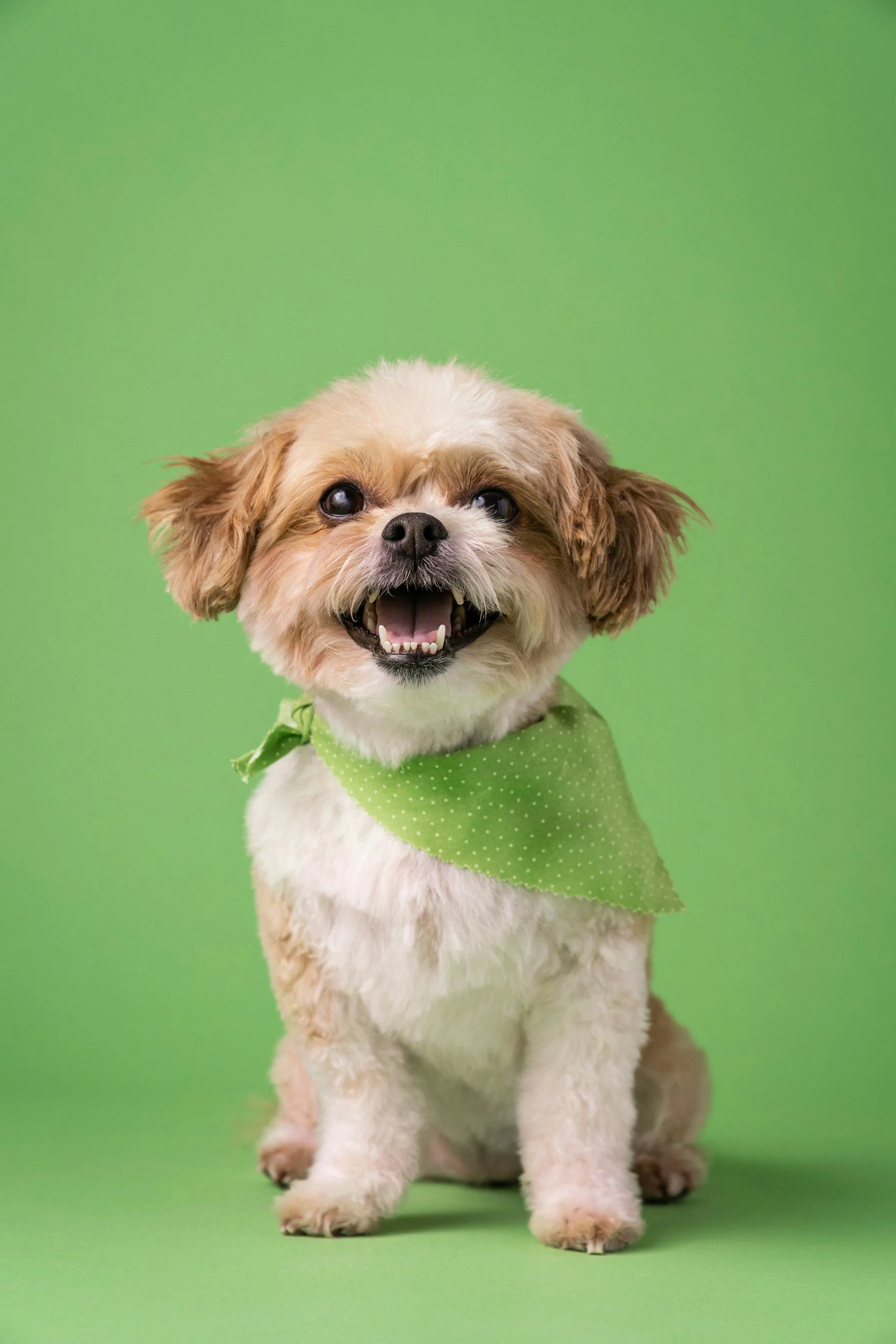A small dog with fluffy white and brown fur, wearing a green polka dot bandana, standing on a green background, looking at the camera with an open mouth.