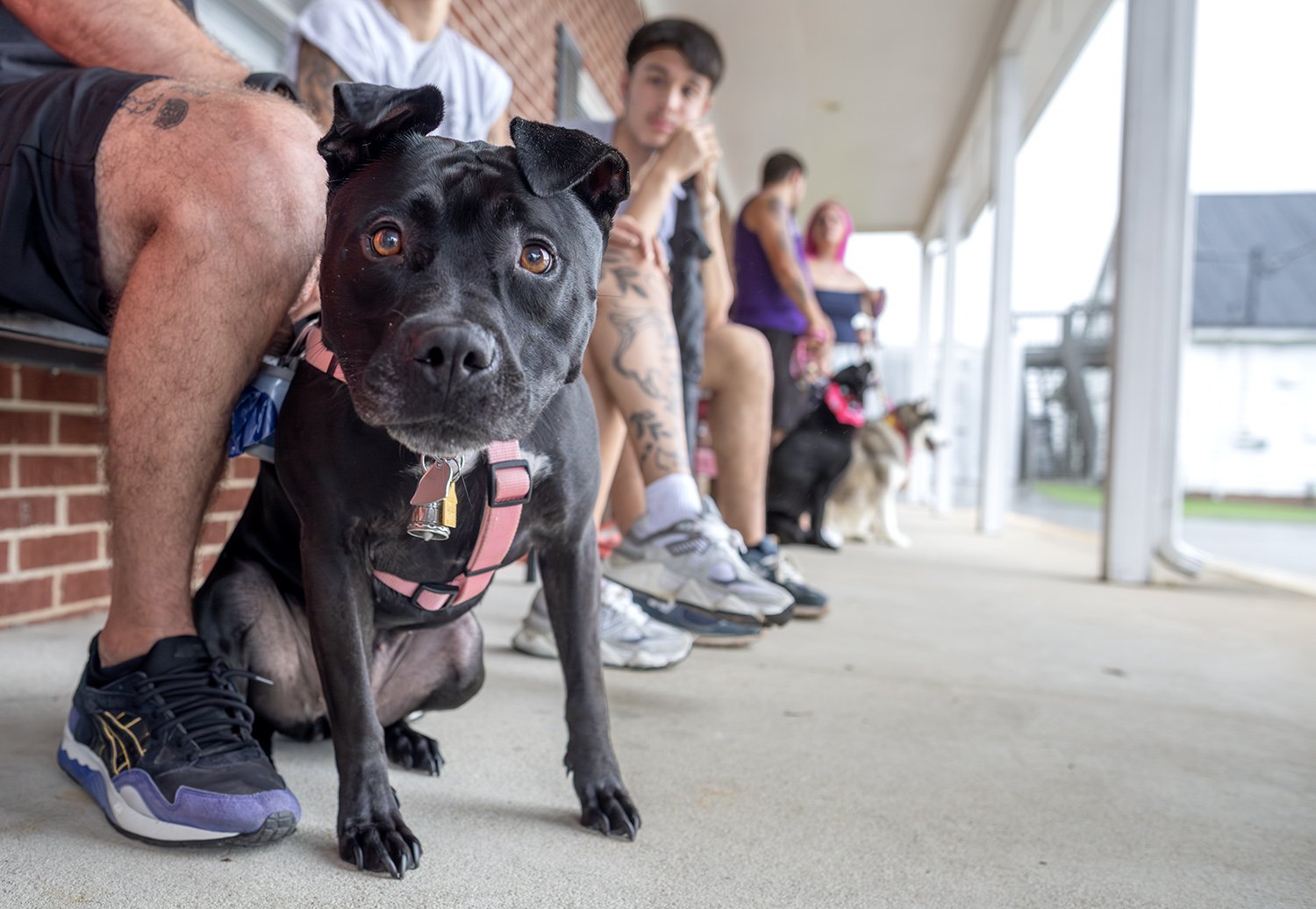 Close-up of a black dog with a pink harness sitting on a sidewalk, with people and other dogs sitting in a row behind it at a shelter or dog park.