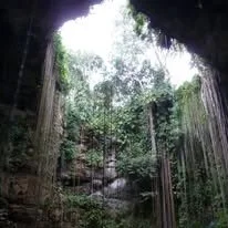 Inside a dense forest with tall trees and lush greenery, viewed from a cenote in Mexico.