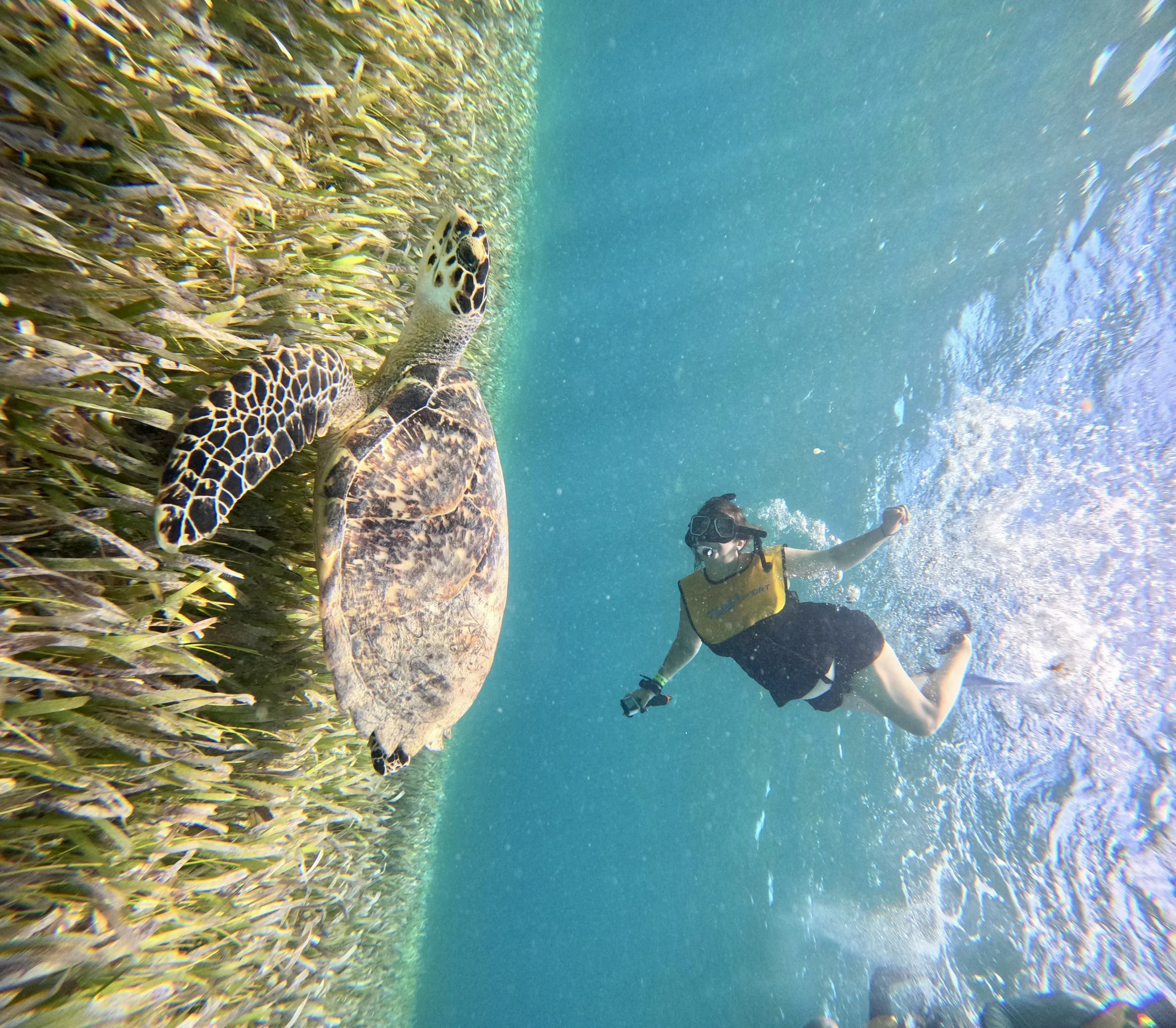 A person snorkeling underwater near a sea turtle and a dense patch of seaweed, with clear blue water and sunlight creating sparkles on the surface in Cancun.
