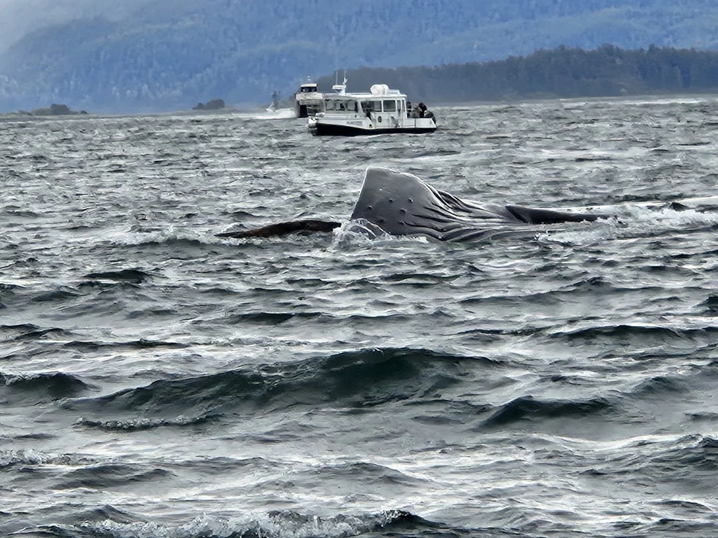 A whale's head surfacing in the ocean with a boat and distant land in the background in Alaska.