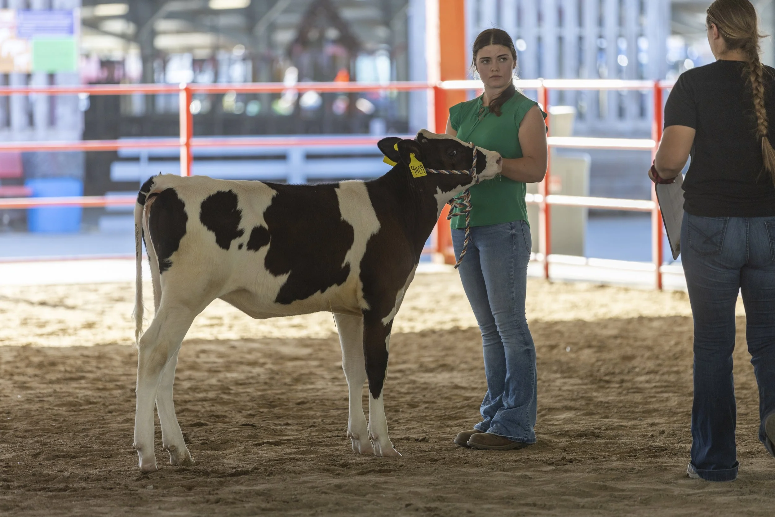 Adult Dairy Cattle showmanship
