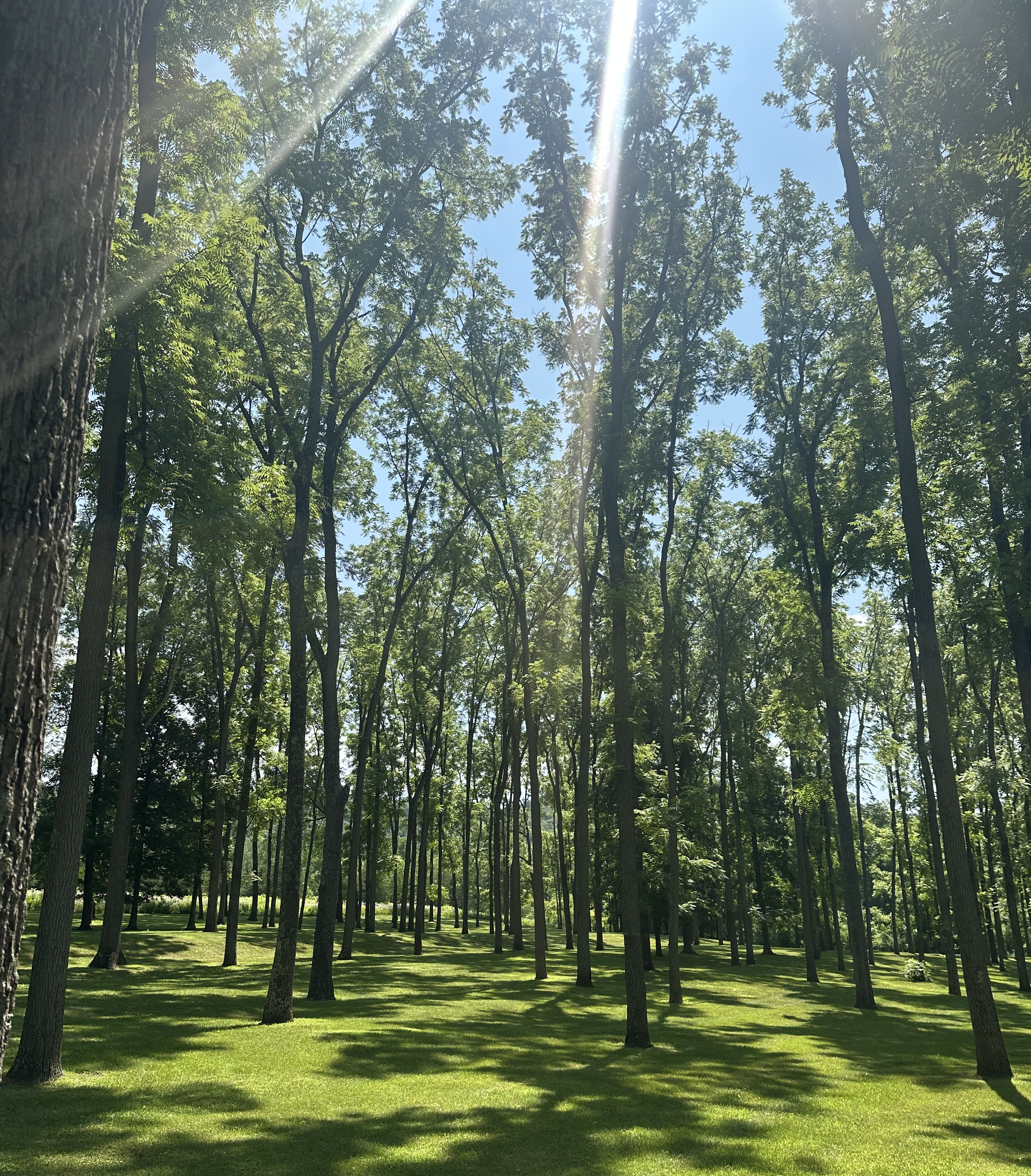 Sunlight streaming through a leafy green forest with tall trees and a well-maintained grassy ground.