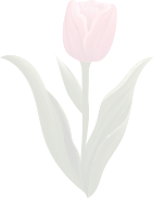 Close-up of a pink tulip flower with green leaves.
