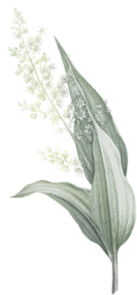 A botanical illustration of a flowering plant with large green leaves and a cluster of small white flowers.