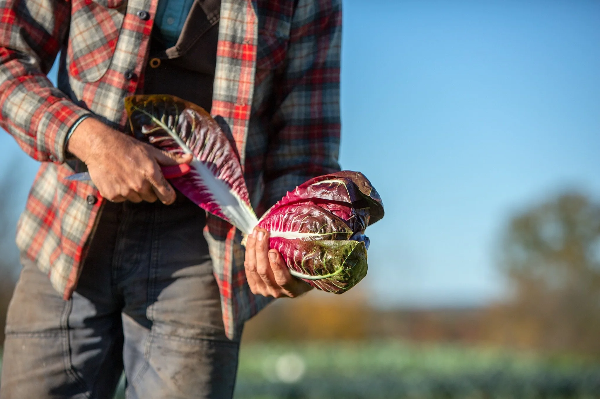 Radicchio 🤌🏽 @squash_blossom_collective Once harvested and trimmed back, a dense head of beautiful white and red leaves is revealed. &nbsp;A delightful well-balanced bitterness that&rsquo;s great for salads and stands up well to grilling or roastin