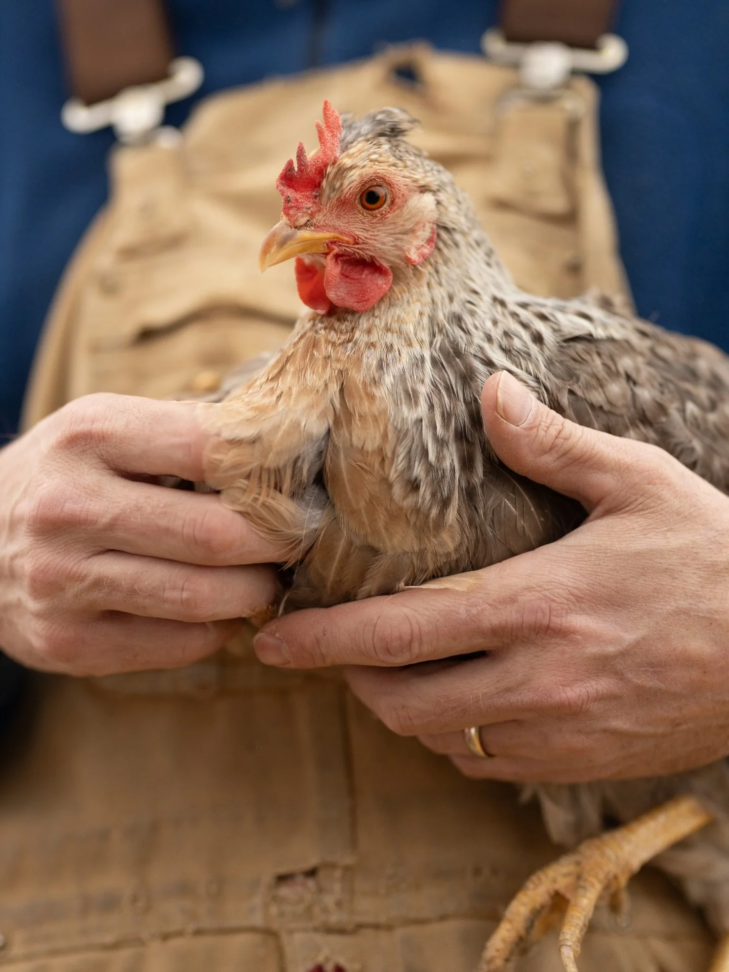 Family, farming, and fresh eggs @fisher_hill_farm