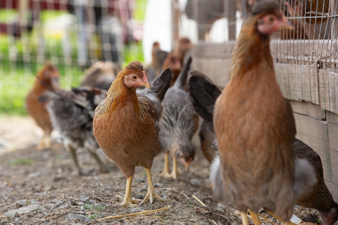 @fisher_hill_farm &ldquo;Every egg is hand collected, hand washed, hand put in a carton&rdquo;