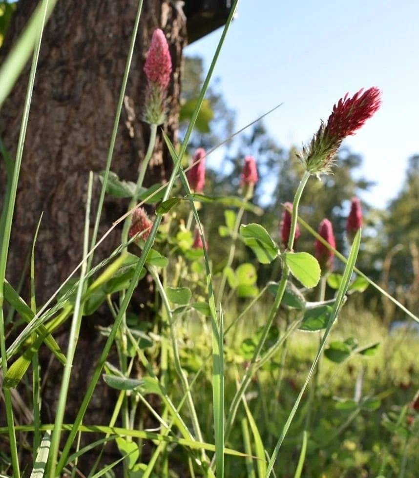 Close-up of pink fuzzy flowers and green leaves growing at the base of a tree trunk with trees and blue sky in the background.