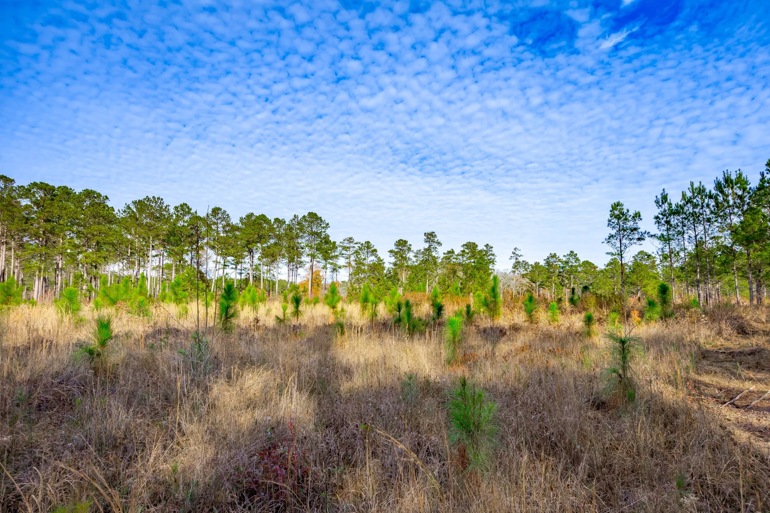 A clear sky with scattered clouds above a forested area containing tall pine trees and dry grasses in the foreground.