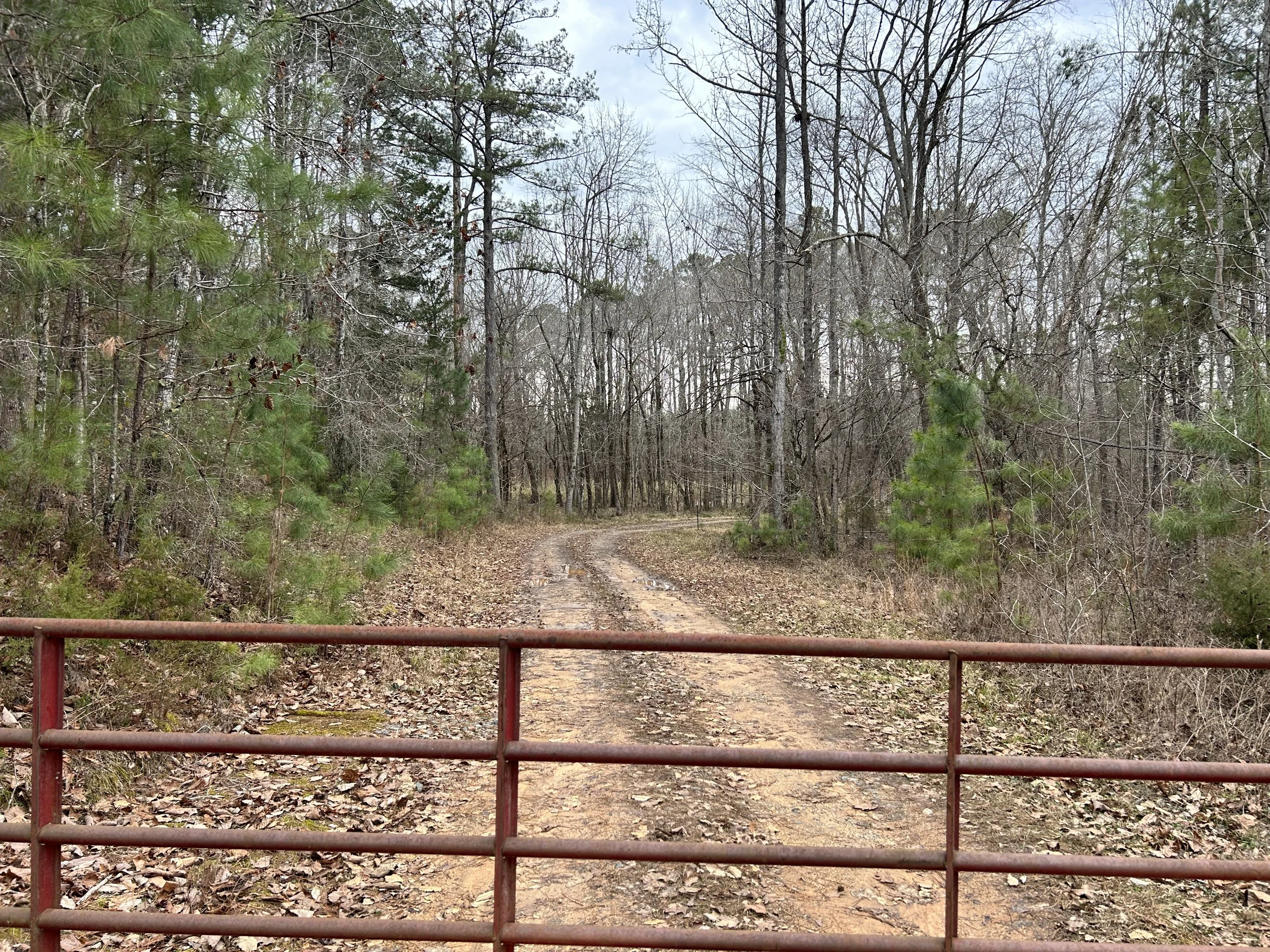 A dirt trail passing through a forest with leafless trees and some pine trees, viewed from behind a red metal railing.