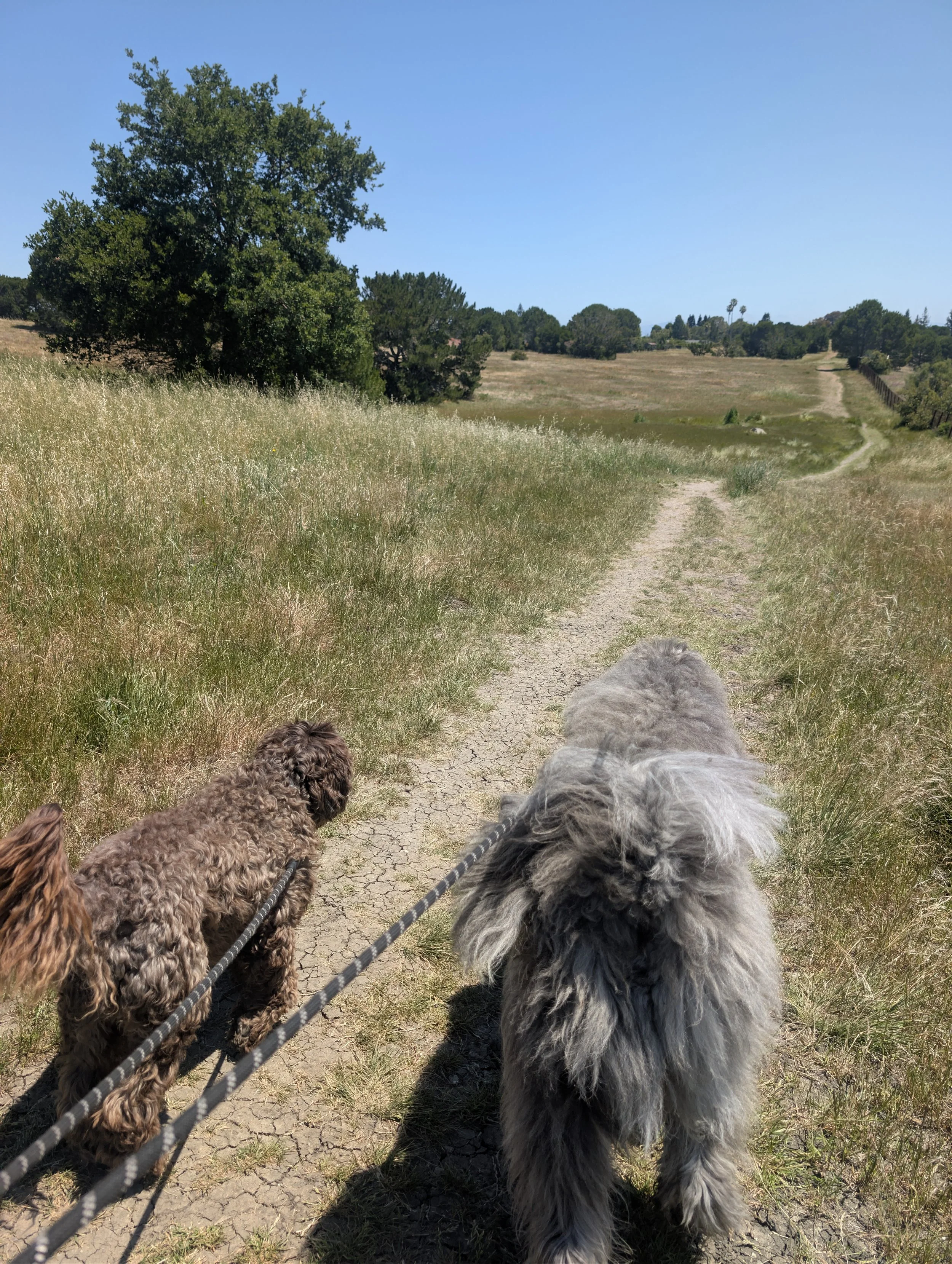 Dan Druker walking Zeus and Pluto at Barkley Fields