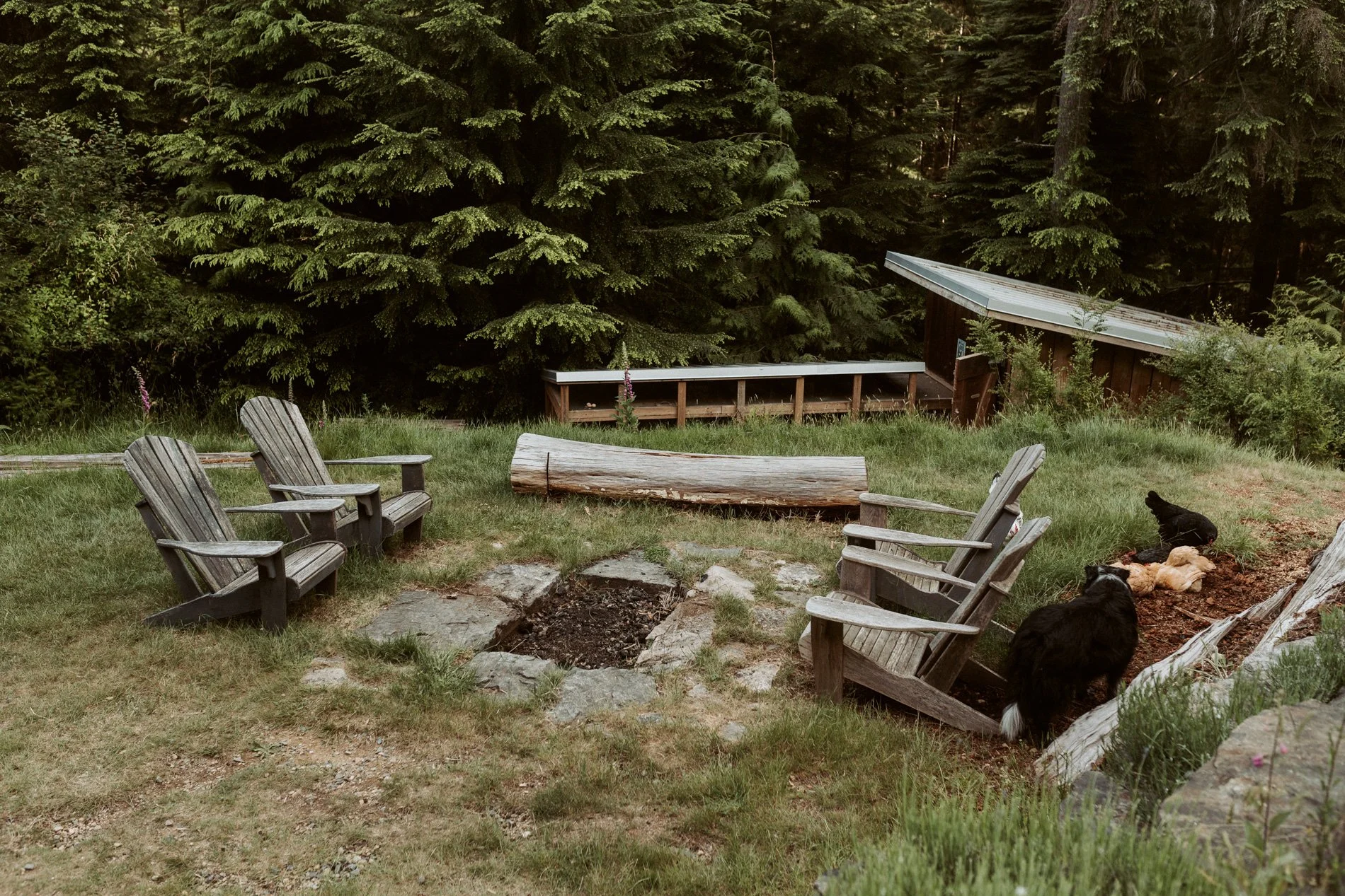 A rustic outdoor seating area with five wooden Adirondack chairs arranged in a circle around a fire pit made of stones. A large fallen log and a small black dog are nearby. The background features a lush green forest with tall trees and dense foliage, and a wooden shed with a metal roof is visible in the background.