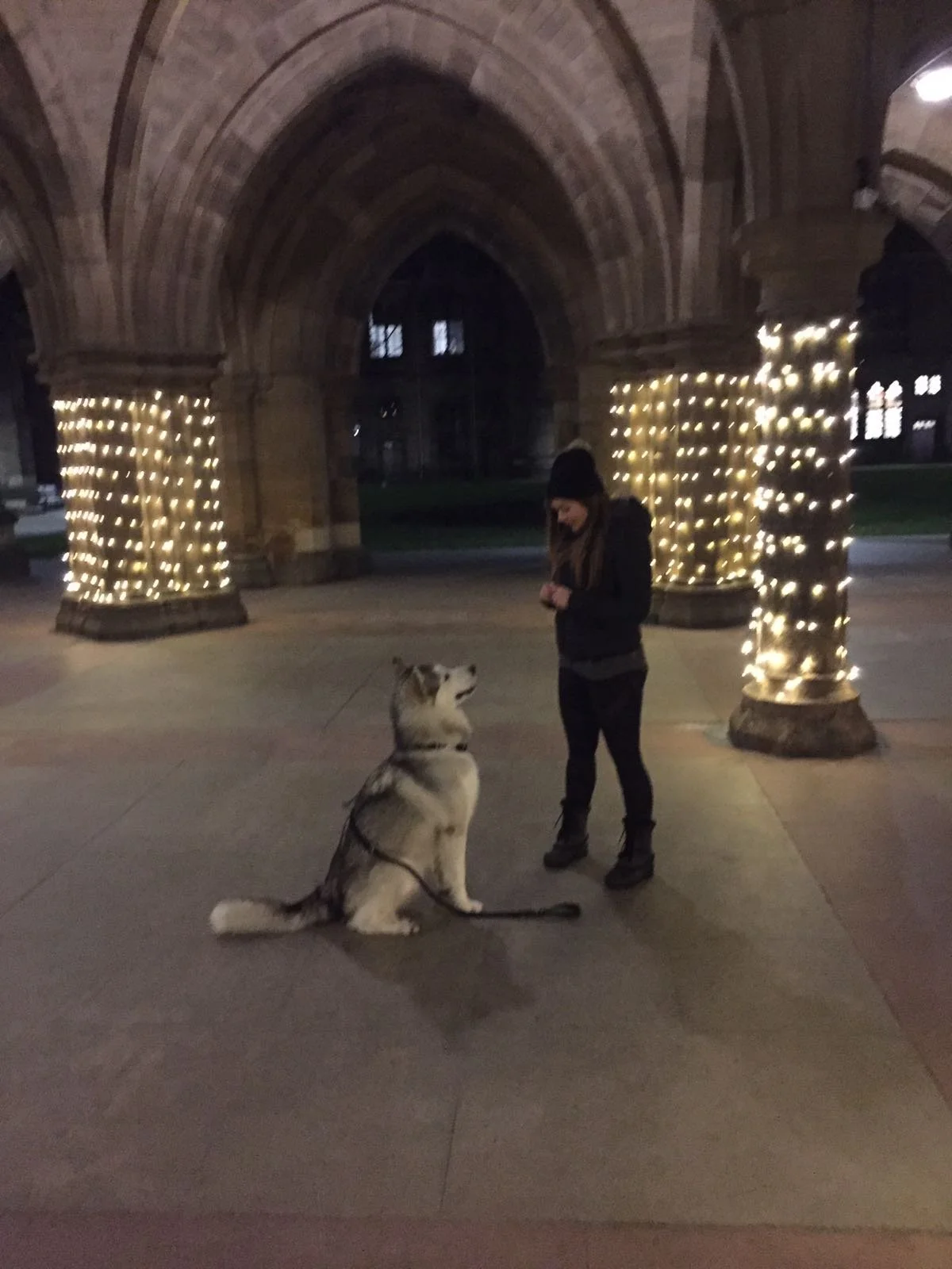 A dog trainer working with a husky/malamute/German sherd mix breed dog standing together, connected and looking together beneath the University of Glasgow cloisters.
