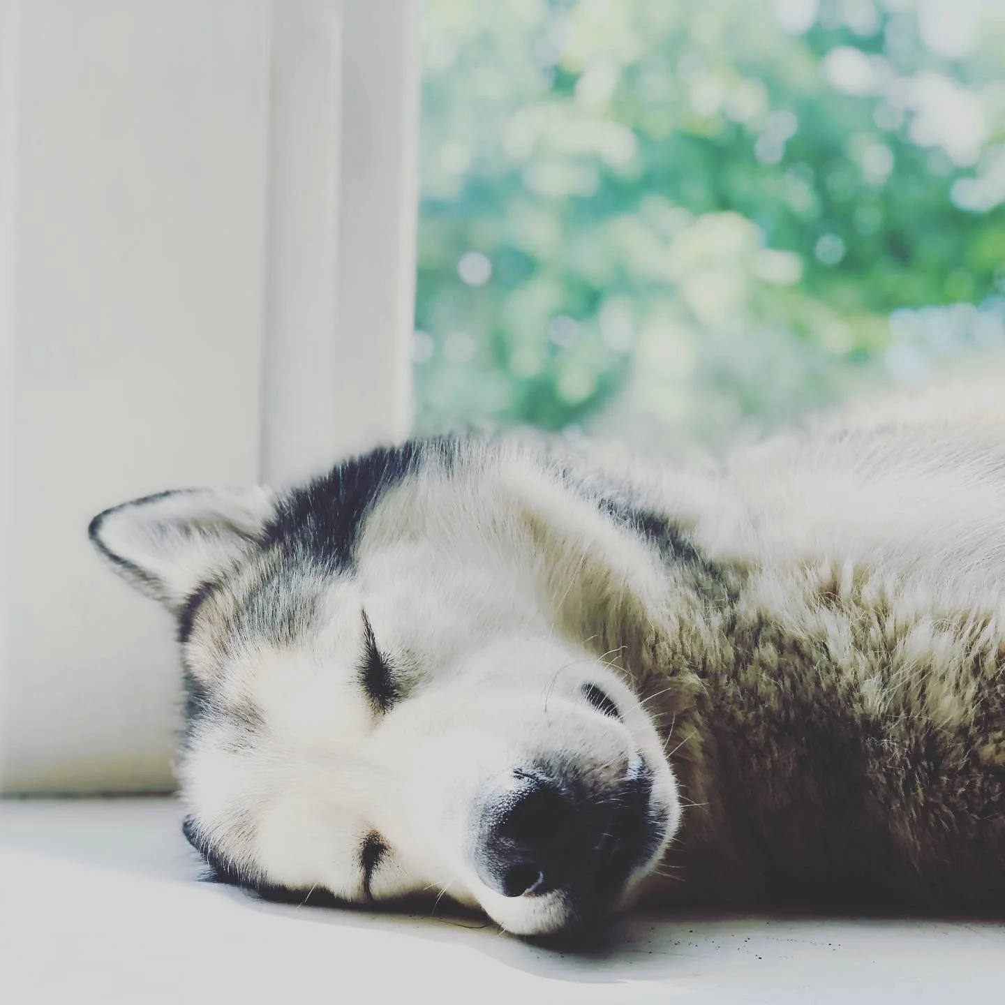 A husky puppy sleeping/resting happily on a windowsill with a blurred outside view of greenery.
