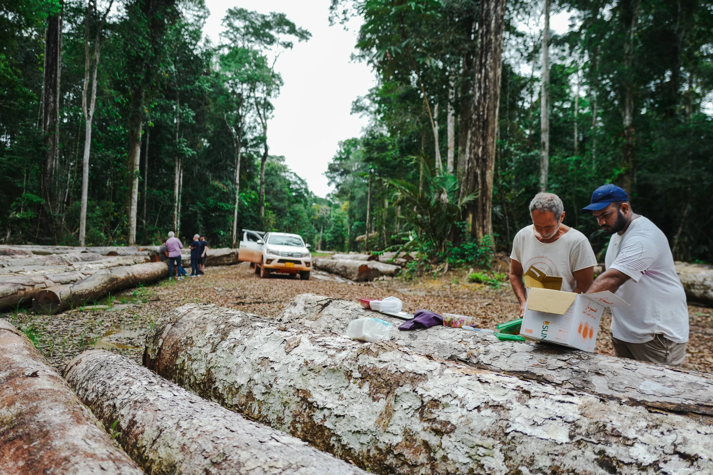 Group of people in a forest, some are inspecting logs, with vehicles parked among tall trees and dense greenery.