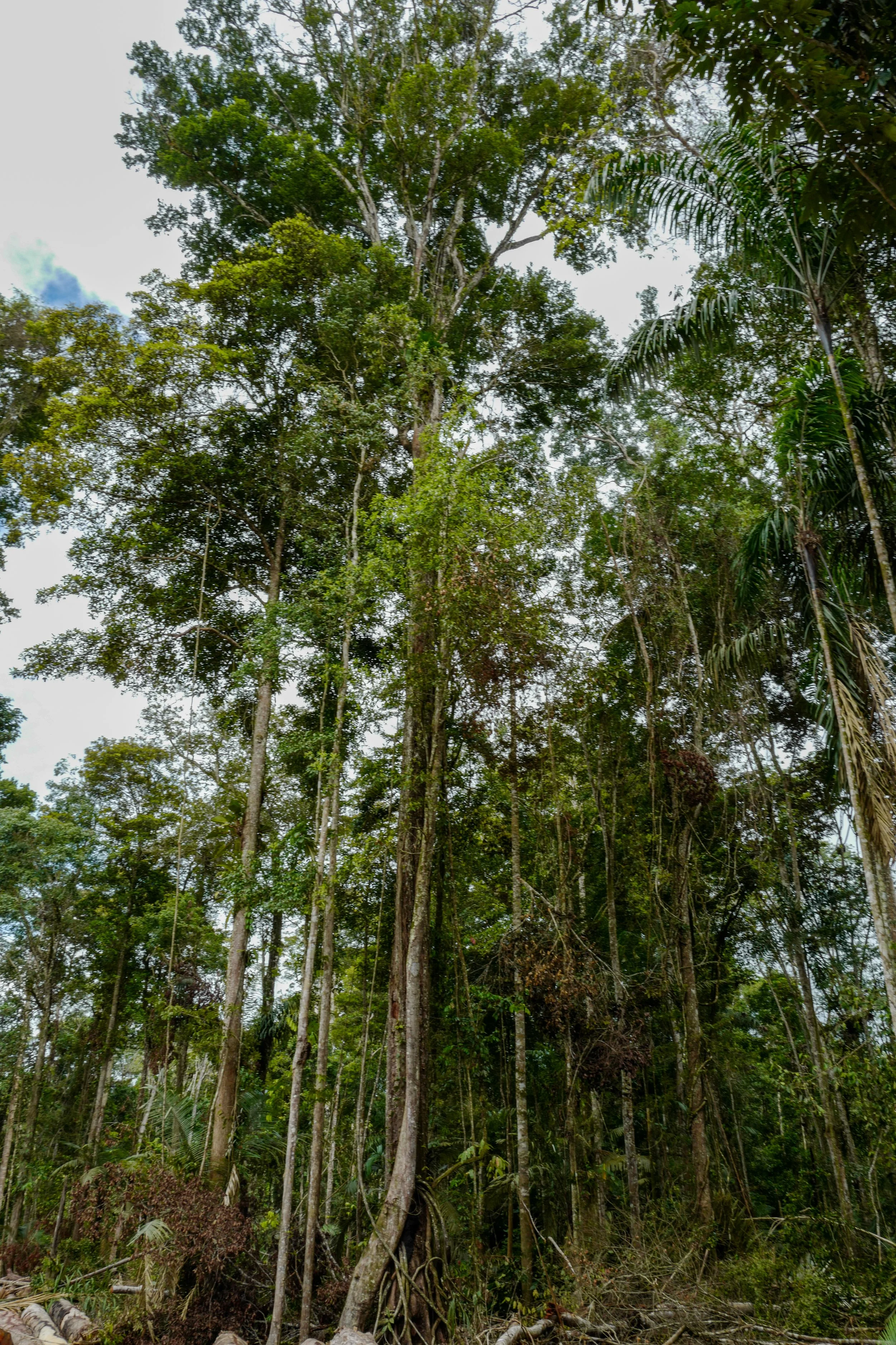 Tropical rainforest with tall trees and dense green foliage, under a cloudy sky.