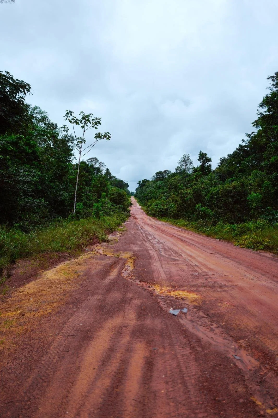 Dirt road through a lush green forest with an overcast sky.