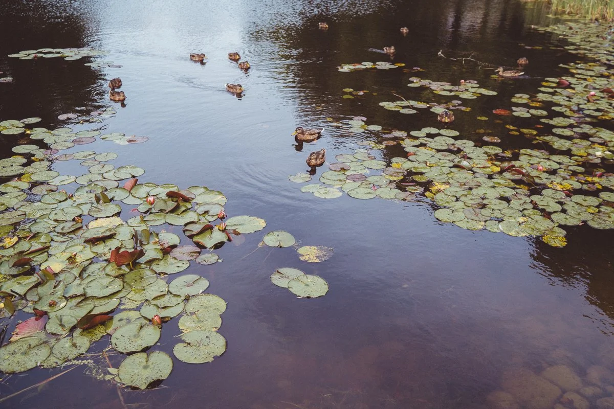 Ducks swimming on a pond surrounded by lily pads and water lilies.