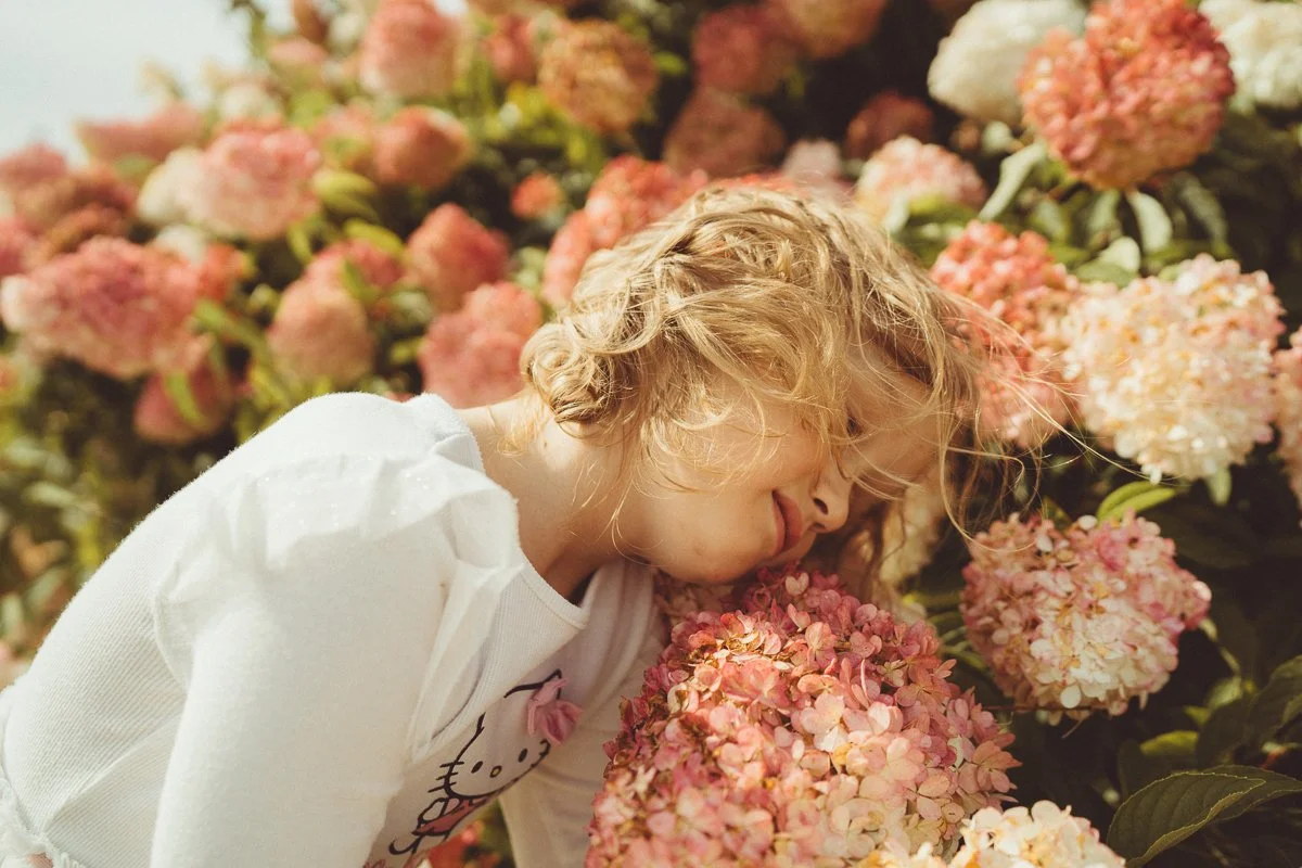 A young girl with curly blonde hair leaning her face into a large pink hydrangea flower in a garden filled with blooming pink hydrangeas.