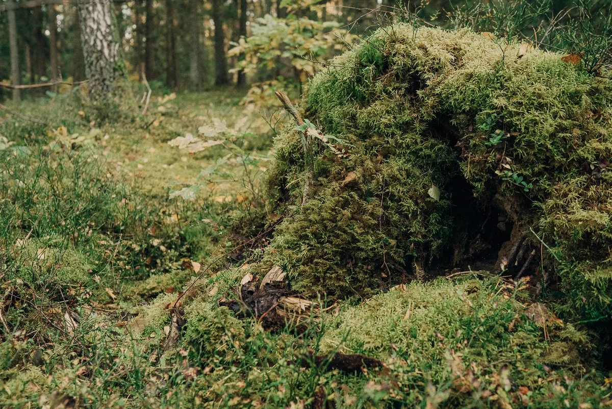 A moss-covered hollow log on a forest floor surrounded by grass, small plants, and trees in the background.