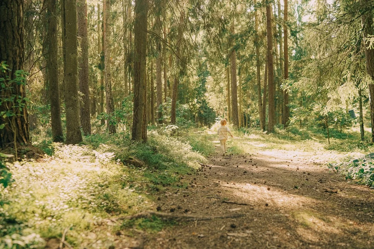 A child walking on a dirt trail through a sunlit forest with tall trees and lush greenery.